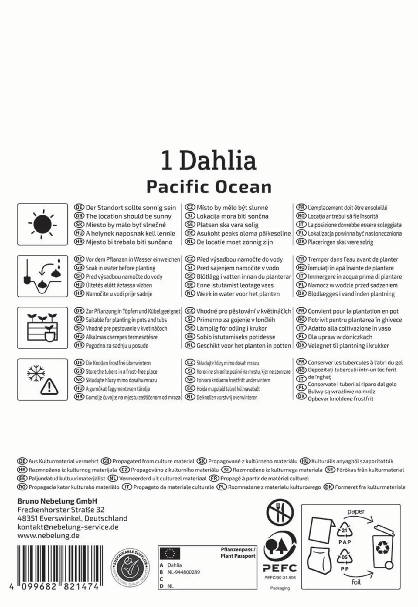 Kiepenkerl Frühjahrsblumenzwiebel Dekorative Dahlie Pacific Ocean 1 Stück