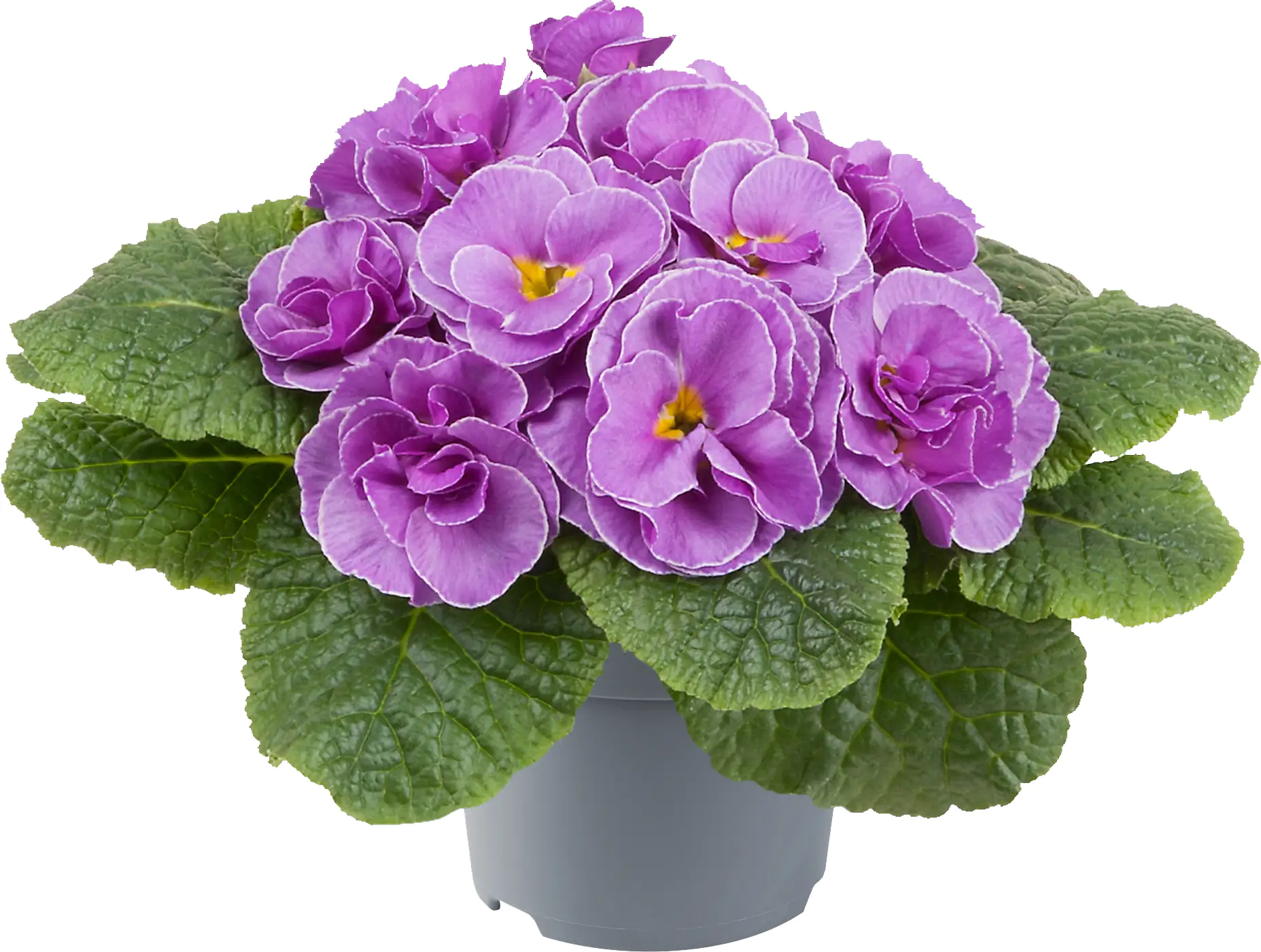 Primel Queen 10,5 cm Topf