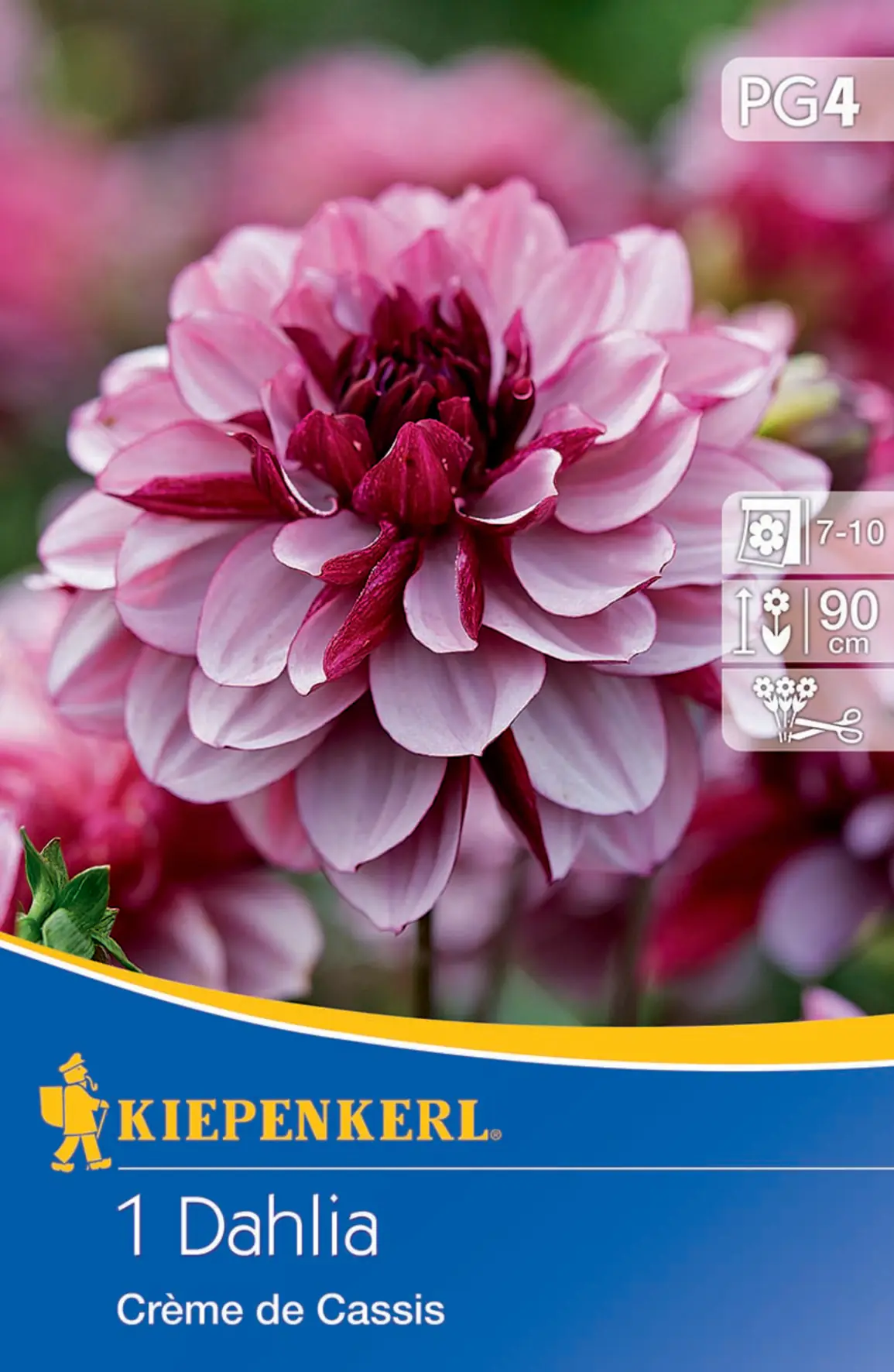 Kiepenkerl Seerosen-Dahlie Creme de Cassis Kiepenkerl Seerosen-Dahlie Creme de Cassis