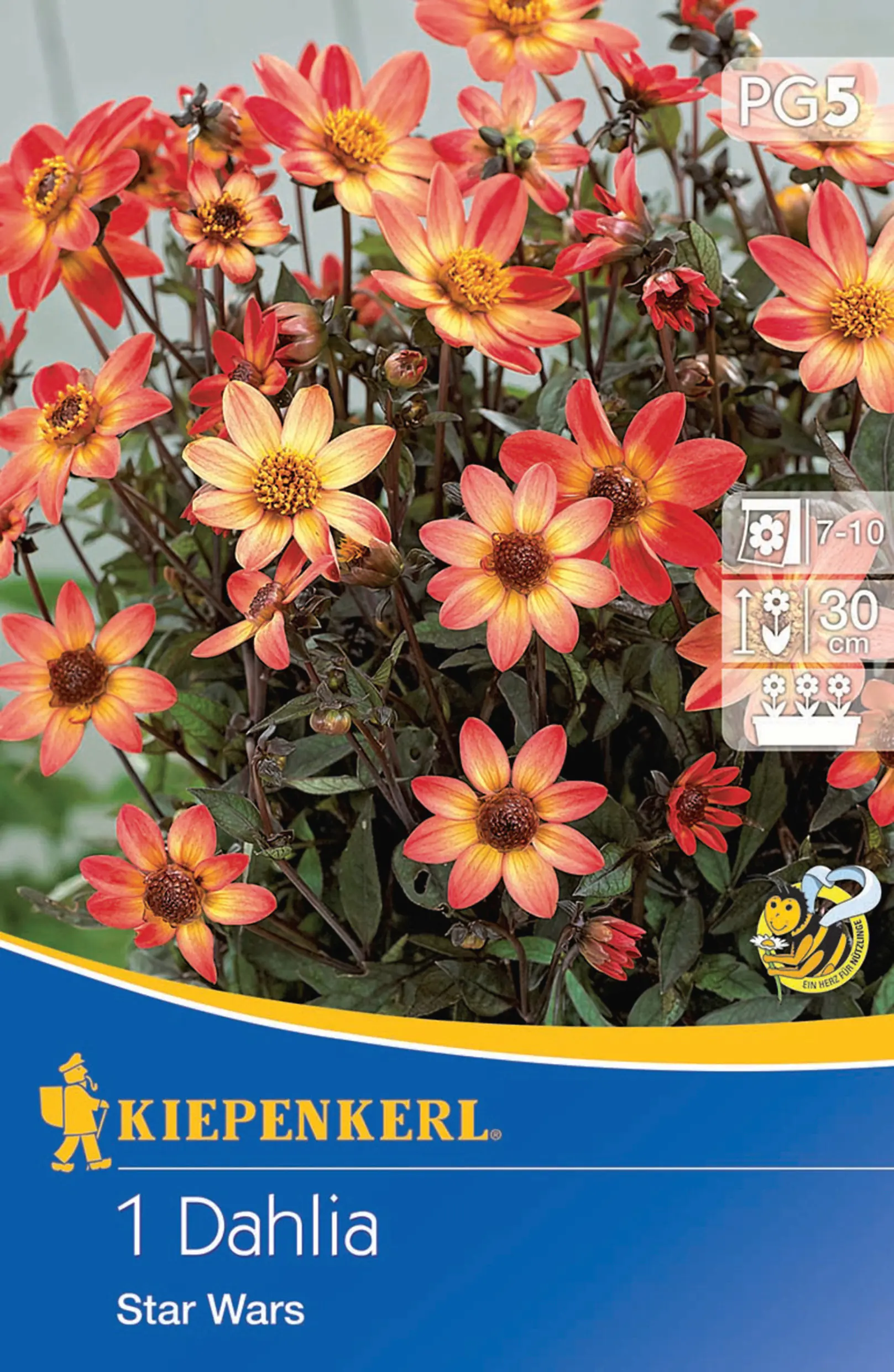 Kiepenkerl Frühjahrsblumenzwiebel Dahlie Star Wars 1 Stück