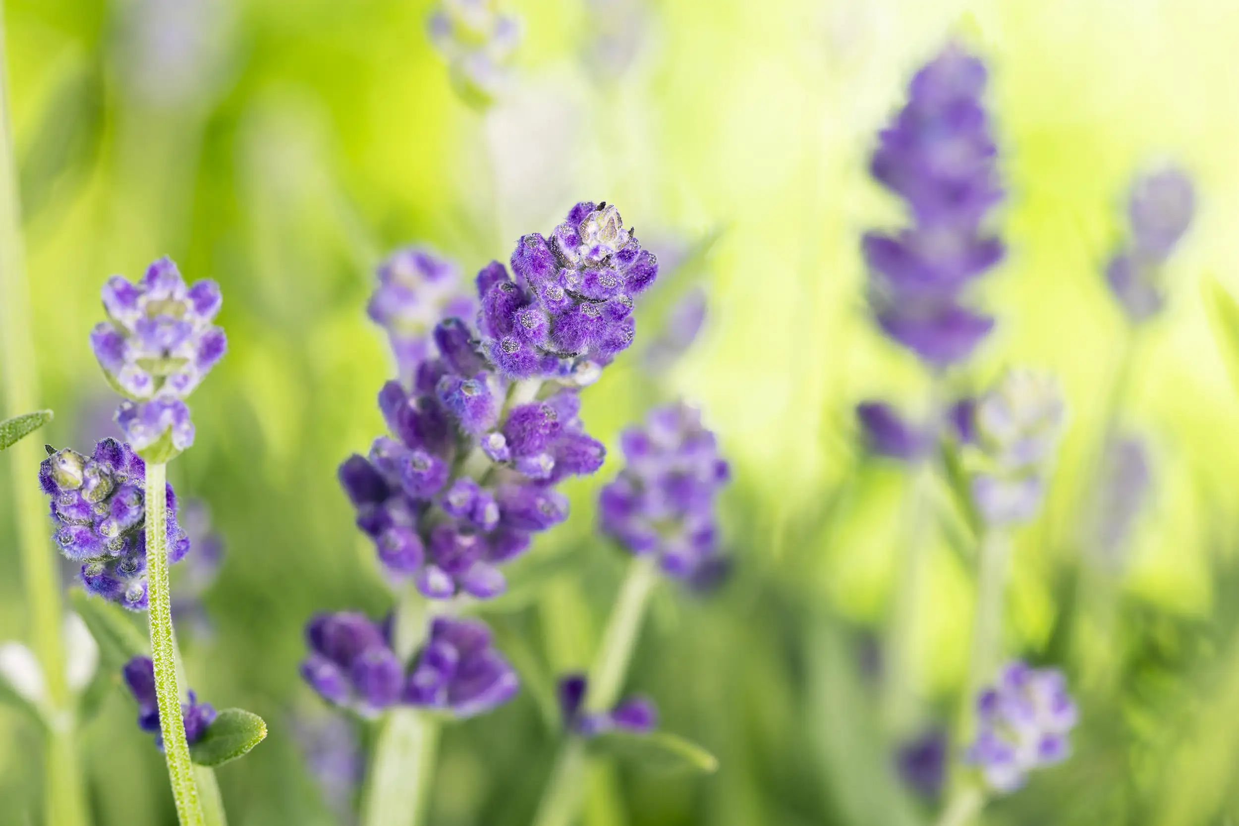 8717432218140_01 Lavendel Busch Lavandula H 25 cm 14 cm Topf