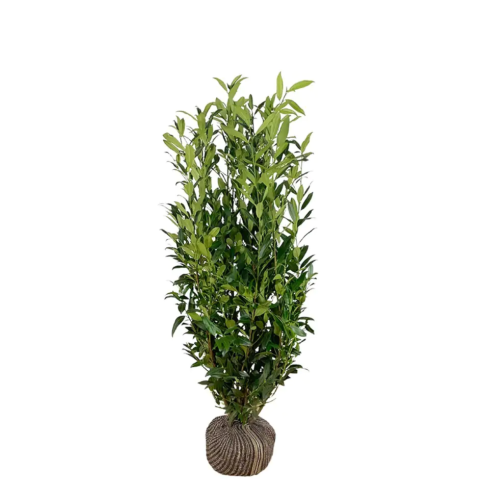 Kirschlorbeer Herbergii Prunus laur. Herbergii H 125 - 150 cm, 20 Stück