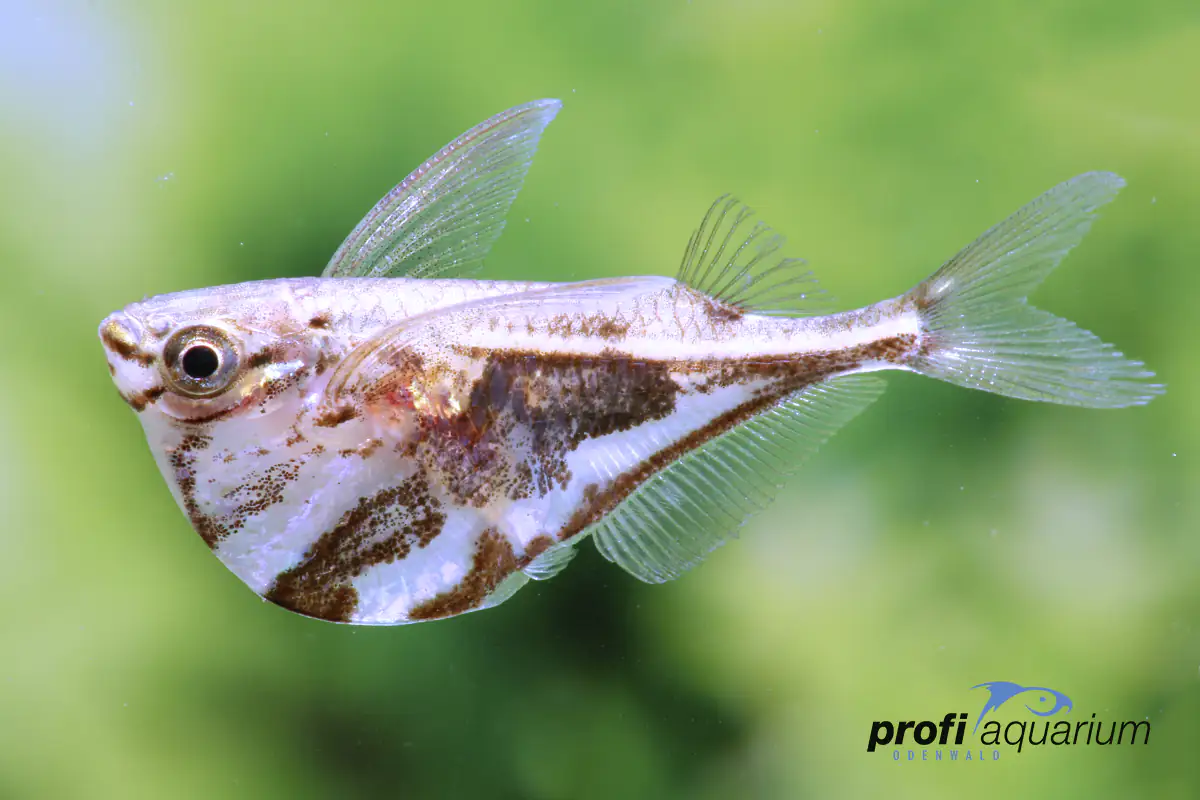 4333692076678 Aquariumfisch Beilbauch marmor Carnegiella strigata