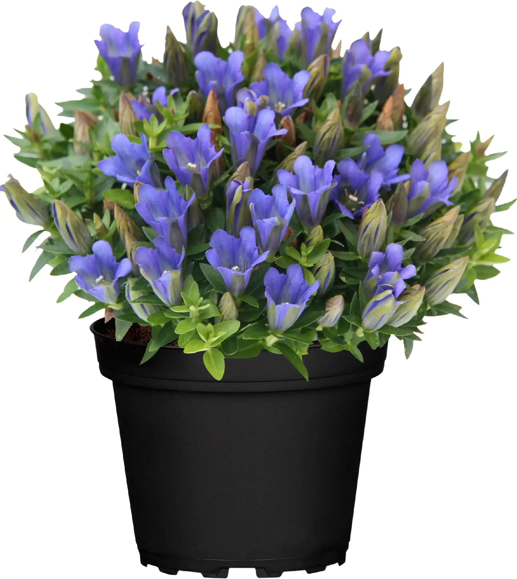 Enzian Gentiana scabra Rocky Diamond 10,5 cm Topf