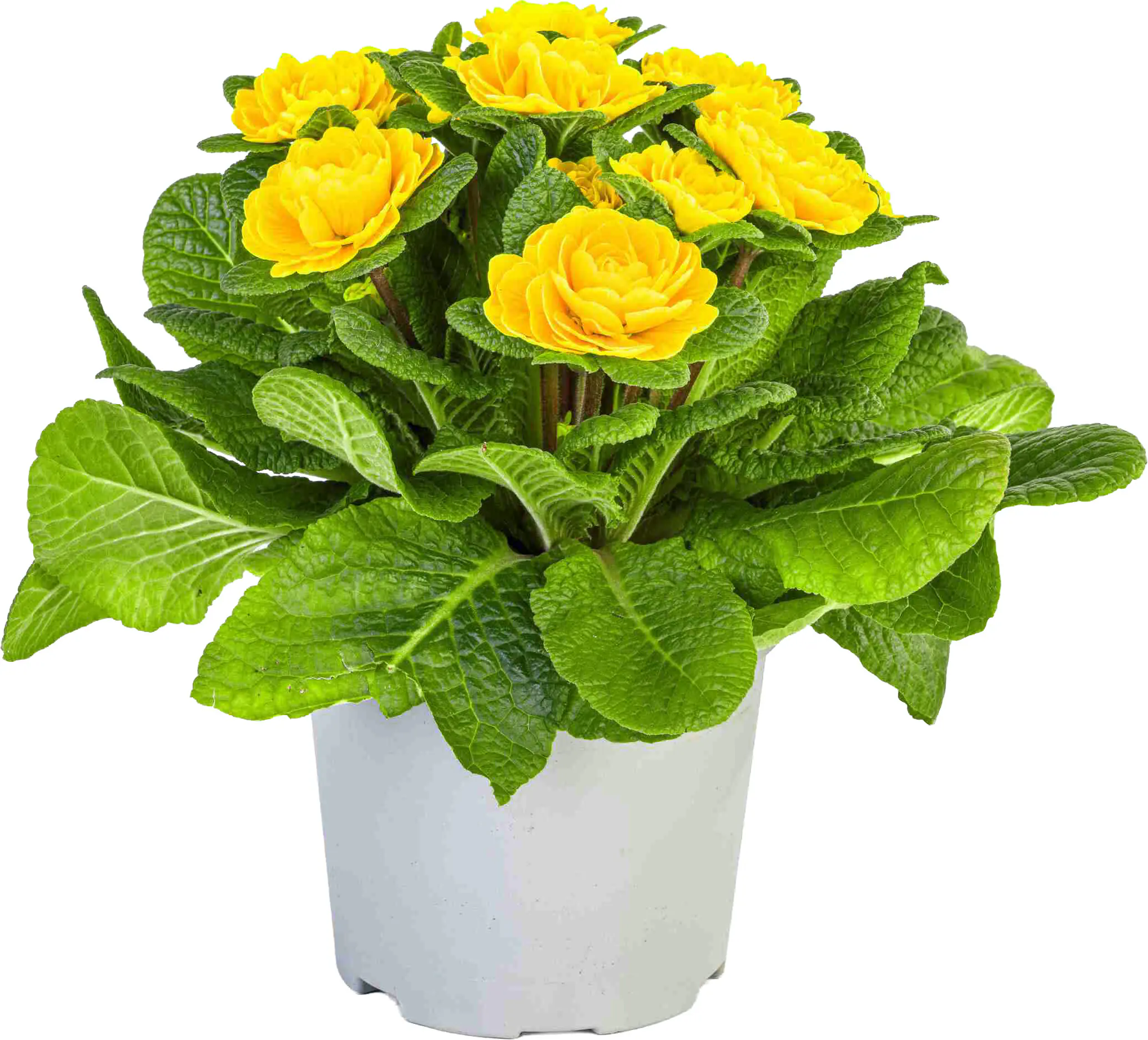 Primel Belarina 12 cm Topf