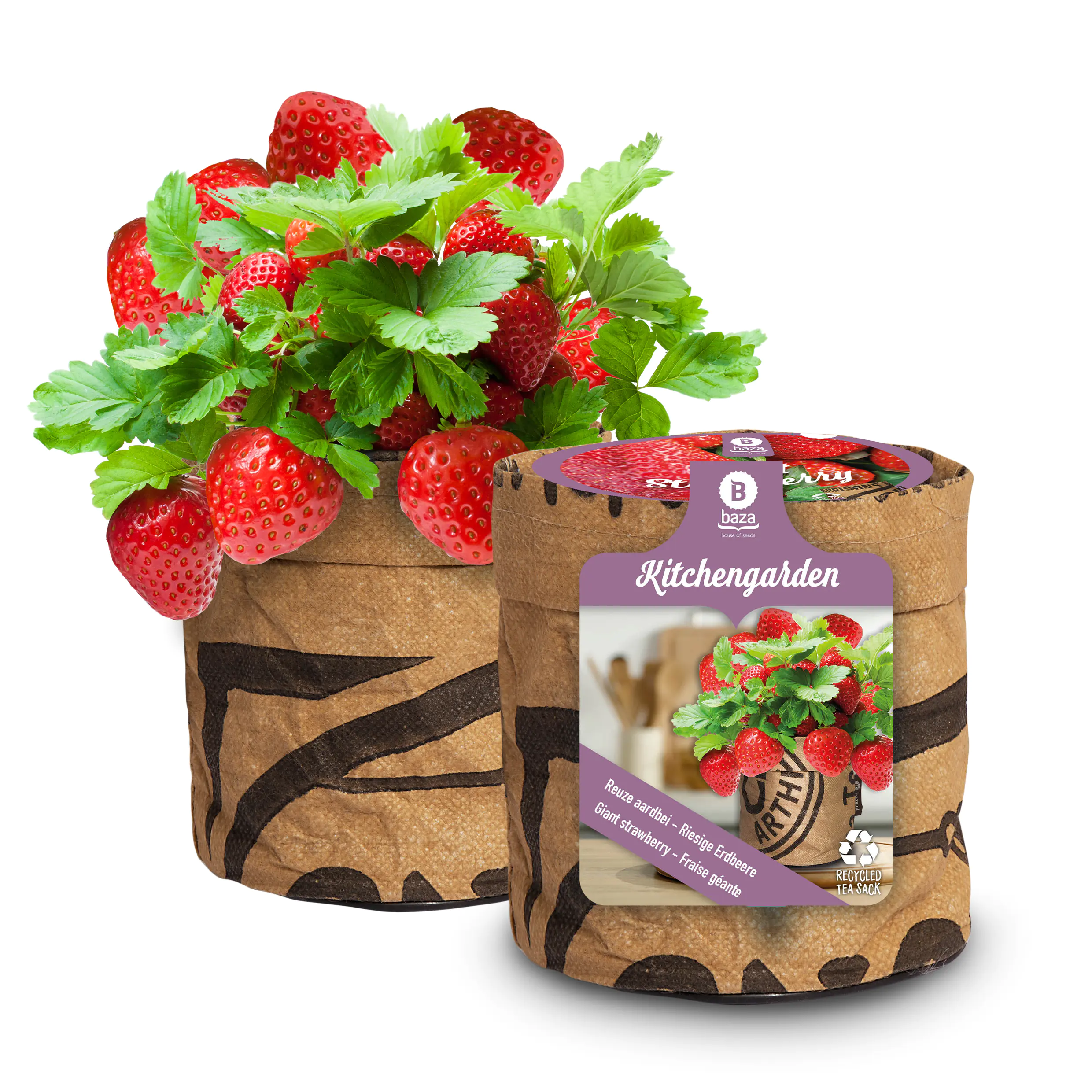 Baza Seeds Küchengarten riesige Erdbeere