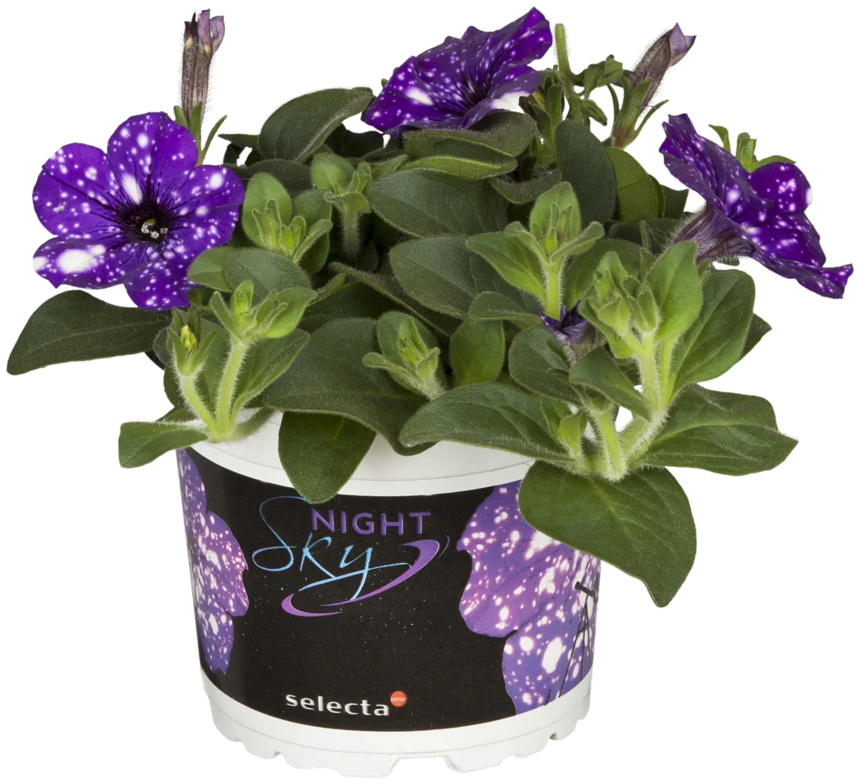Petunie Petunia 12 cm Topf kaufen Globus Baumarkt