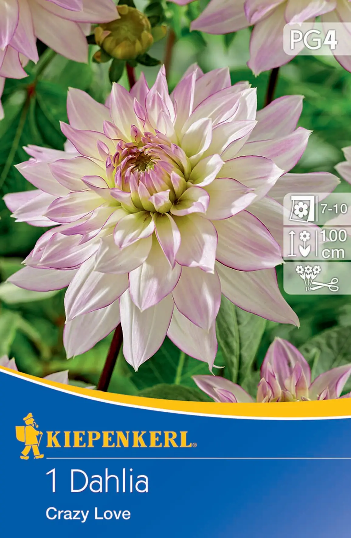 Kiepenkerl Dekorative Dahlie Crazy Love Kiepenkerl Dekorative Dahlie Crazy Love