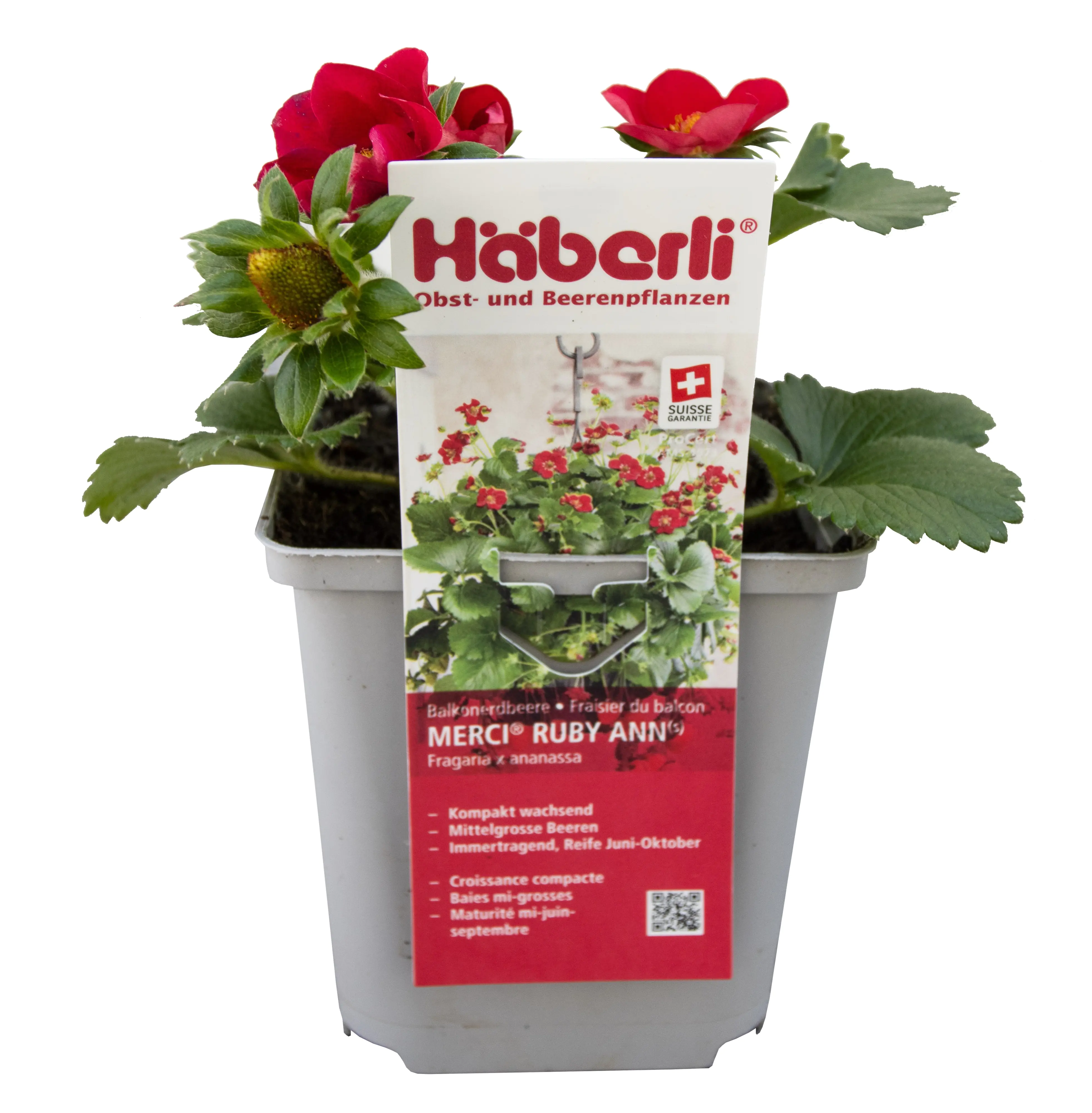 Fragaria × ananassa Merci Ruby Ann Häberli-Erdbeere 1 L Fragaria × ananassa Merci Ruby Ann Häberli-Erdbeere 1 L