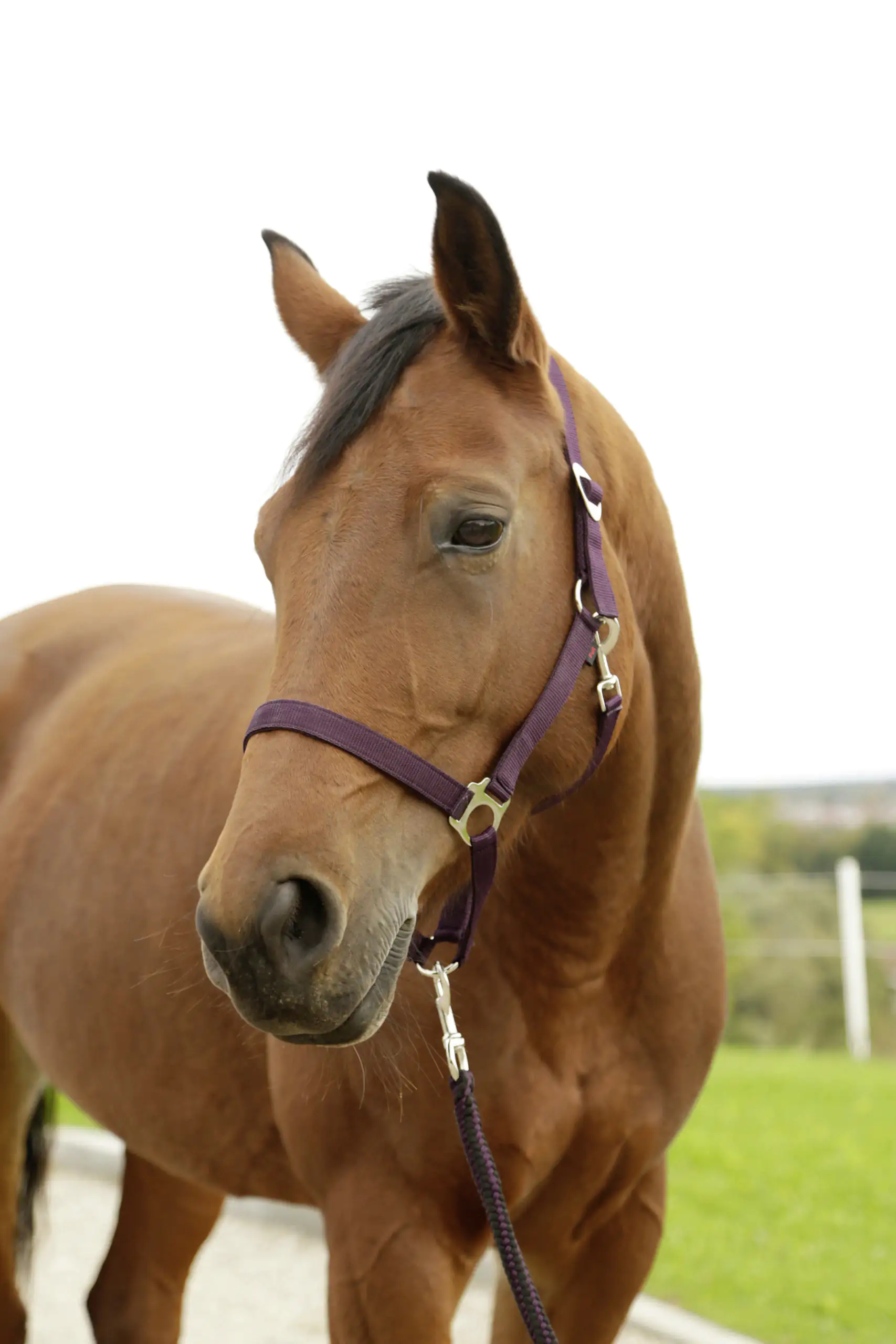 Kerbl Nylonhalfter Hippo, Pony aubergine