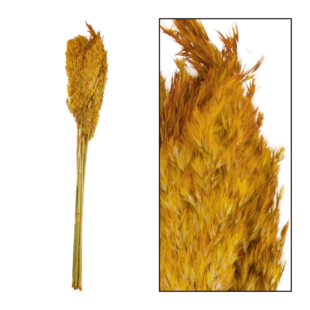 Dijk Wildes Schilfrohr Vinz natur 75 cm 10 Stück