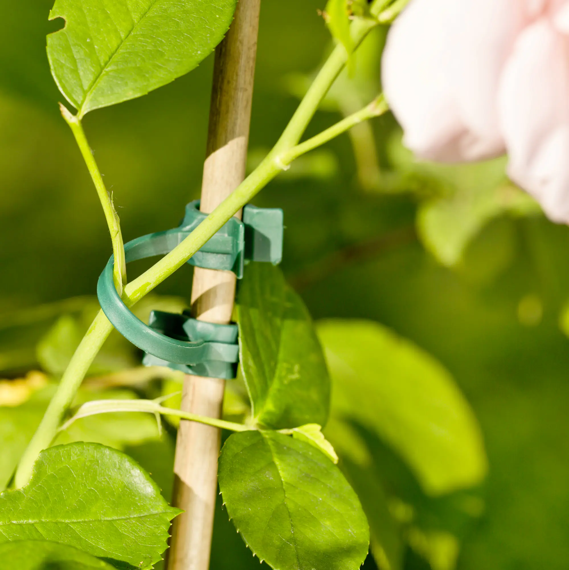 Windhager Rankhilfe-Clip 5 Stück