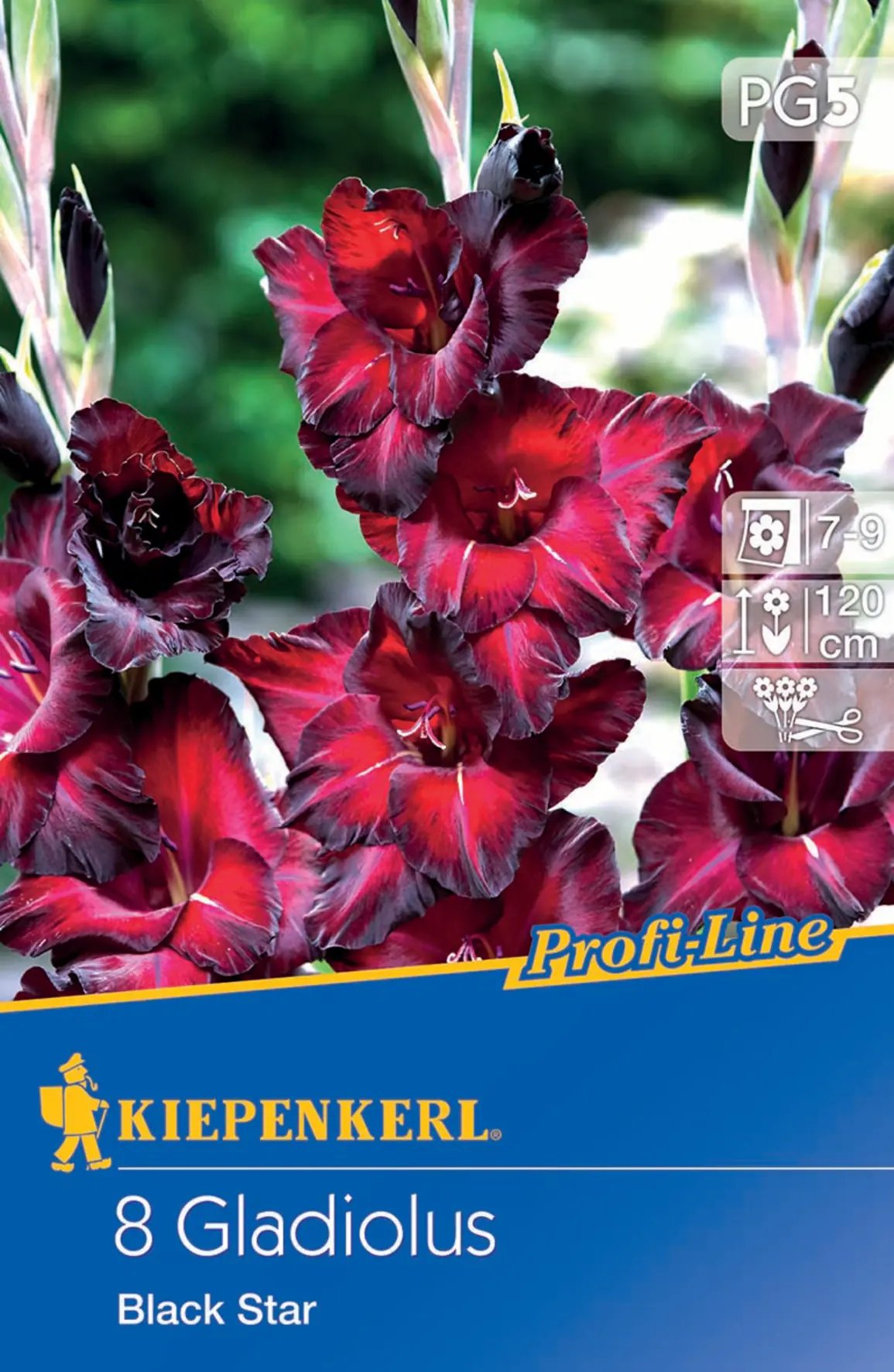 Kiepenkerl Großblumige Gladiole Black Star Kiepenkerl Großblumige Gladiole Black Star