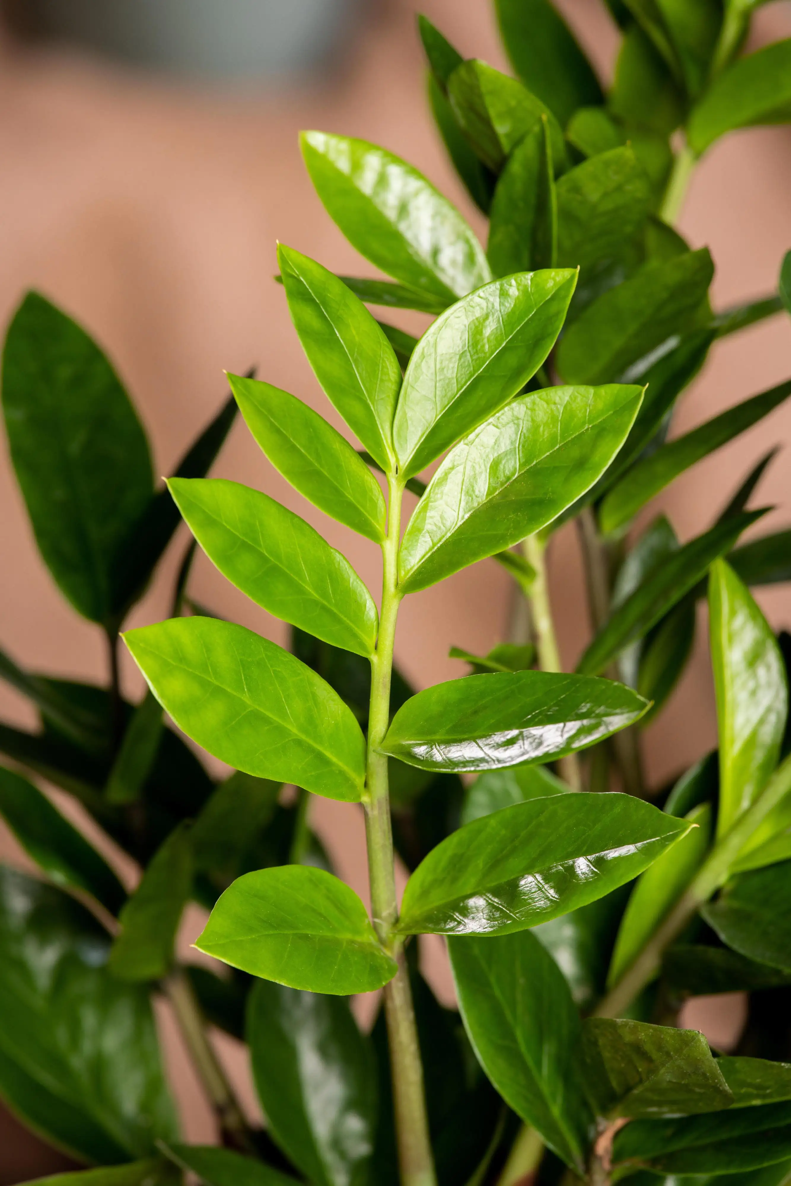 Glücksfeder 14 cm Topf, ca. 55 cm hoch