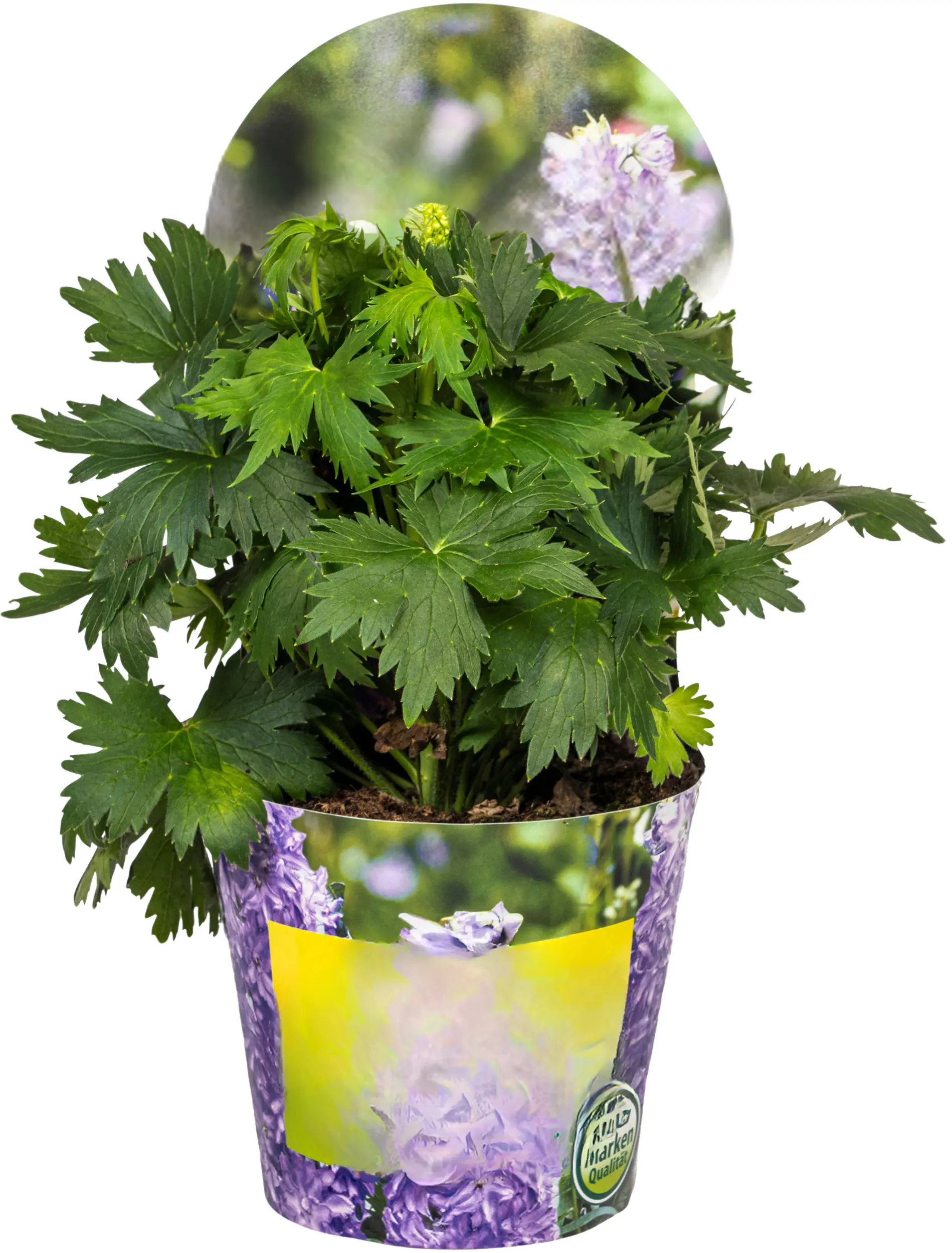 Solitärstauden Rittersporn Delphinium elatum 'Delgenius' im 19 cm Topf