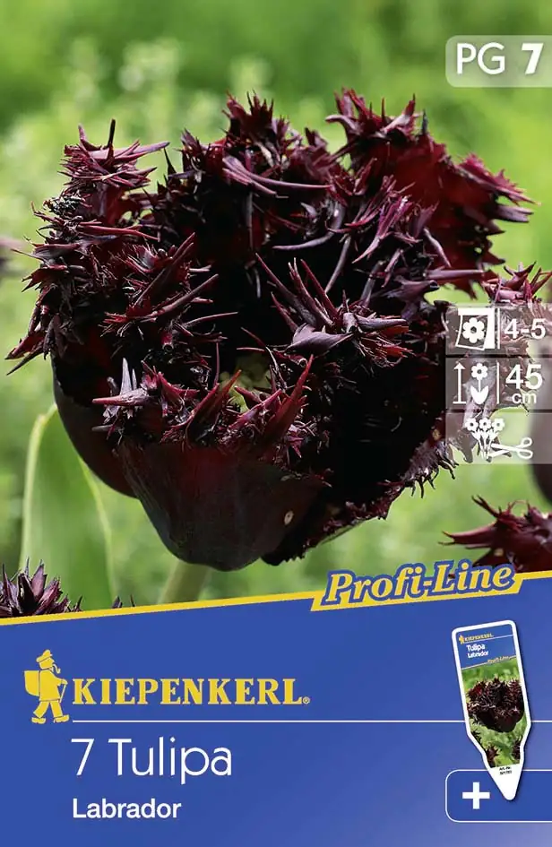 Kiepenkerl Blumenzwiebel Tulpe Labrador Tulipa x Hybrida, Inhalt: 7 Stück