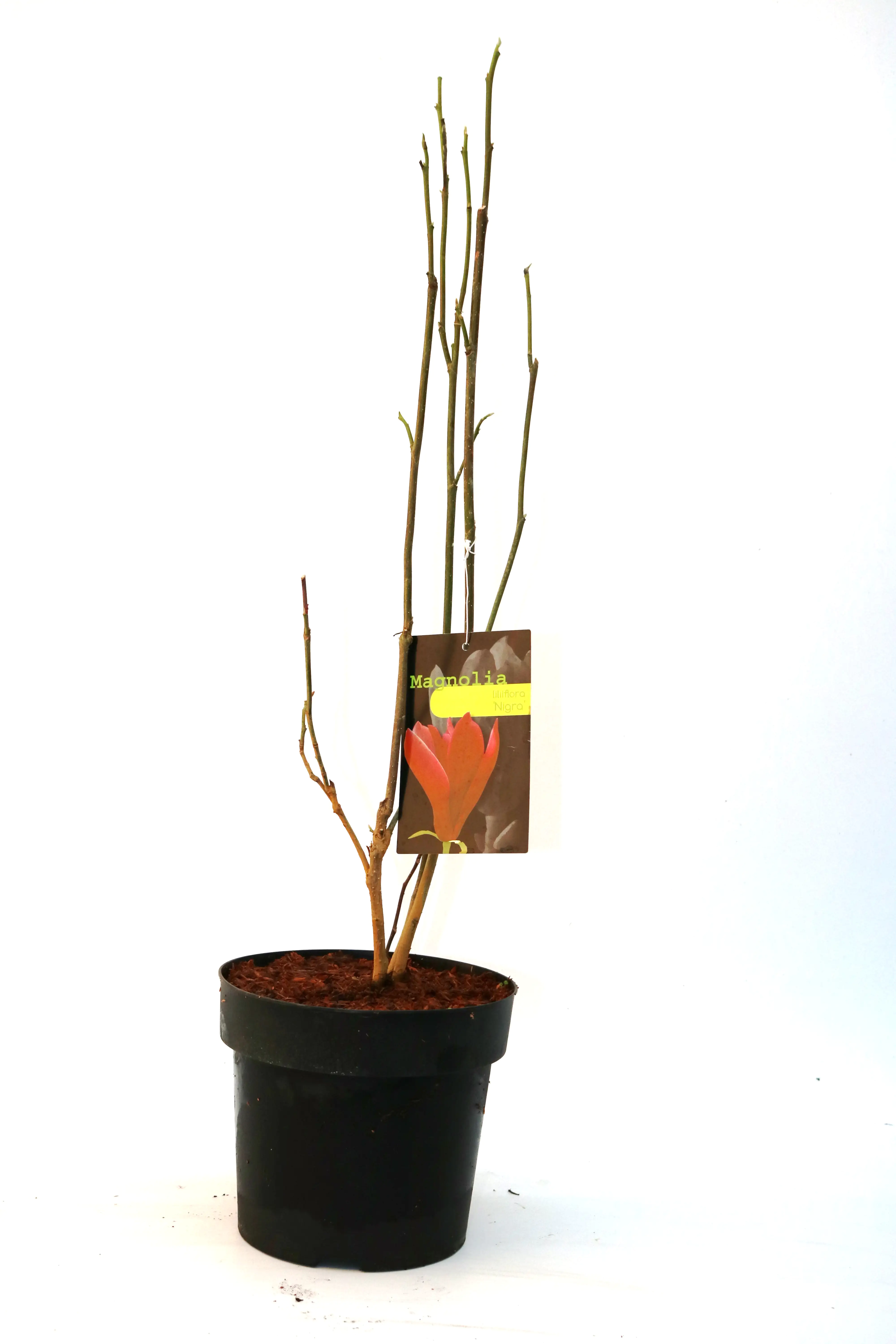 Purpurmagnolie 5 l Container Purpurmagnolie 5 l Container