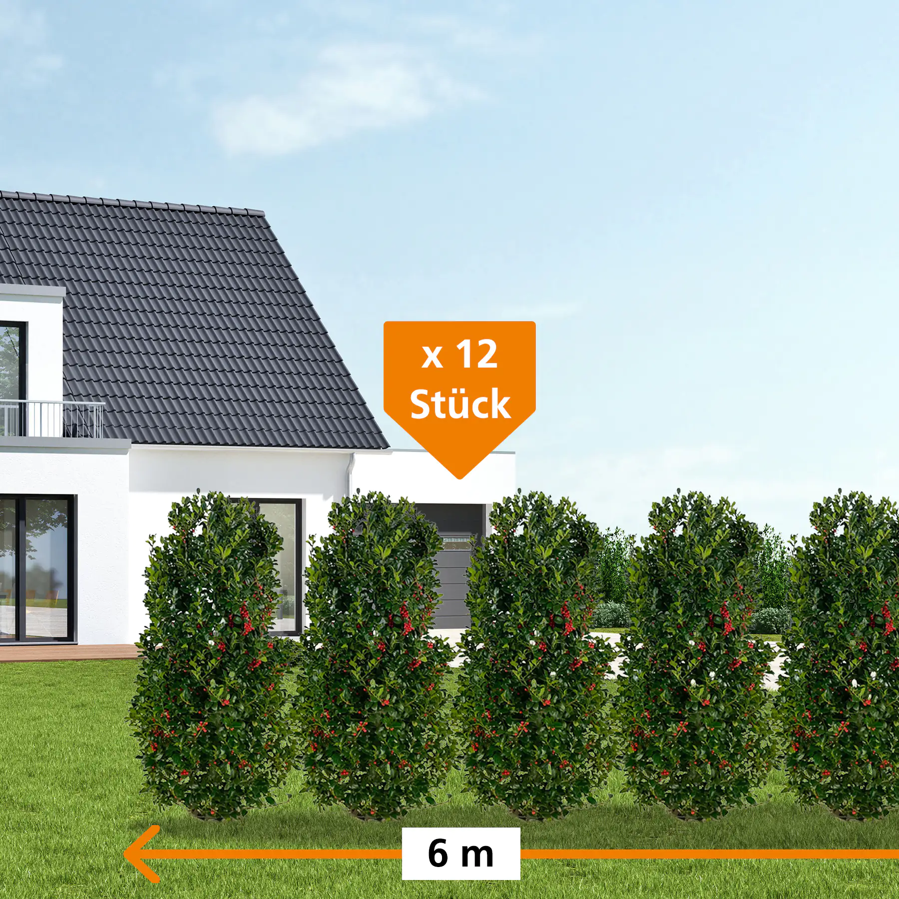 Stechpalme Ilex merservae Heckenfee H 180 - 200 cm, 12 Stück Stechpalme Ilex merservae Heckenfee H 180 - 200 cm, 12 Stück