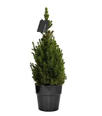 Zuckerhutfichte getopft ca. 60 - 70 cm