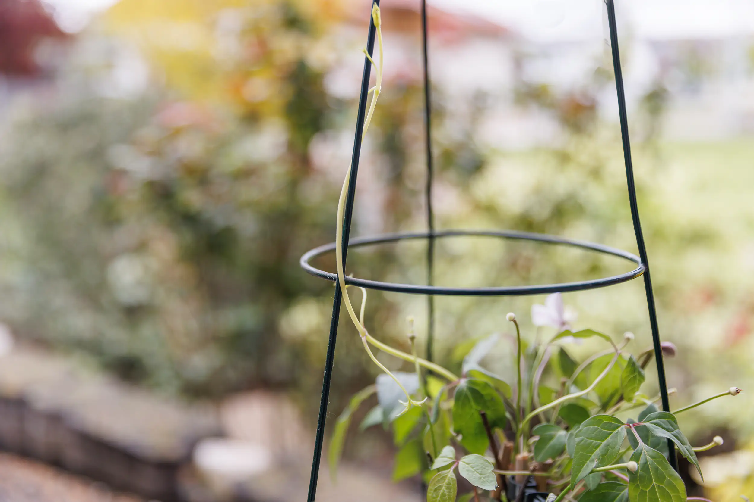 TrendLine Rankstütze Ø 35 x 75 cm