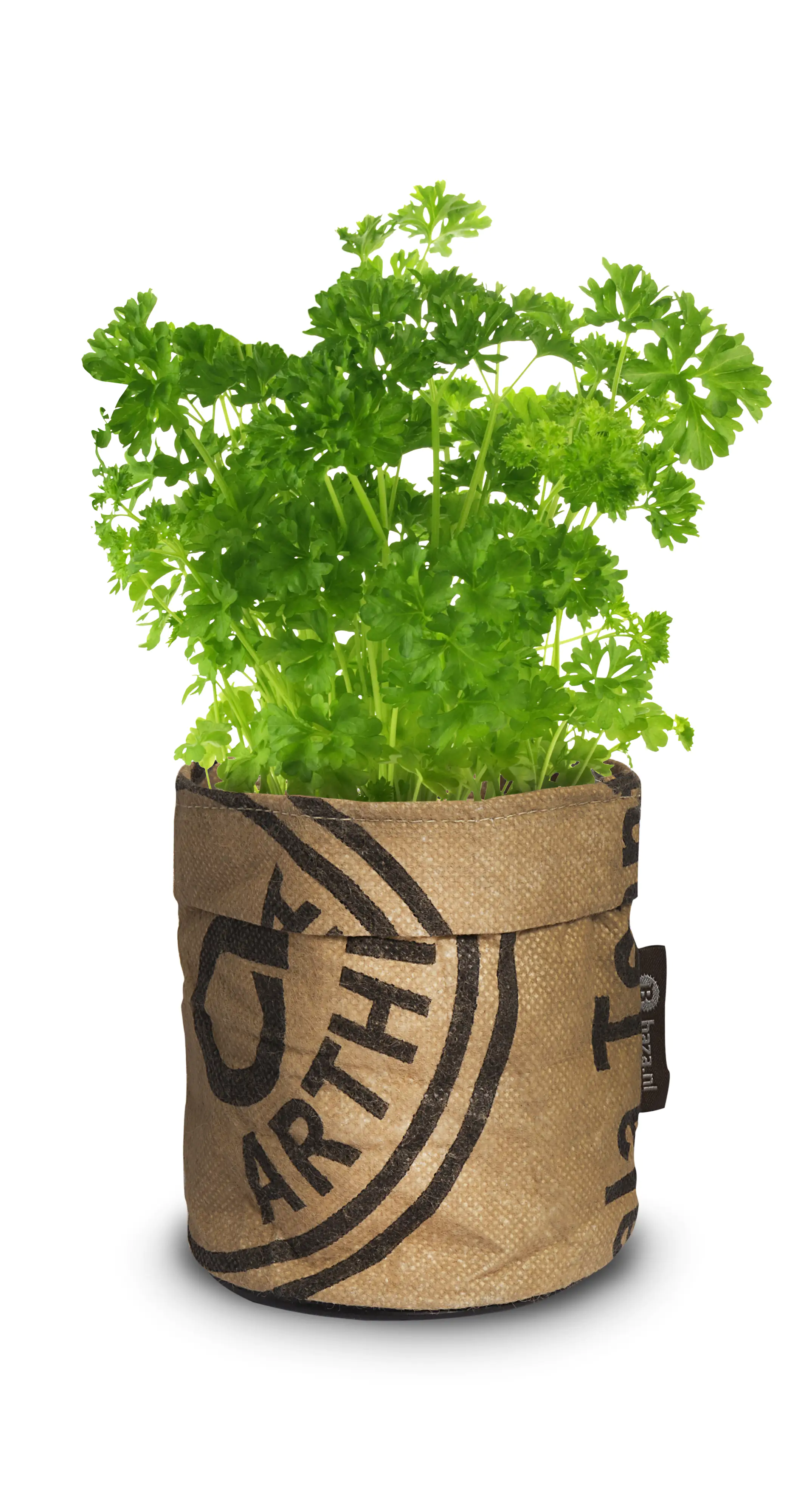 Baza Seeds Kitchengarden Bio Petersilie Baza Seeds Kitchengarden Bio Petersilie