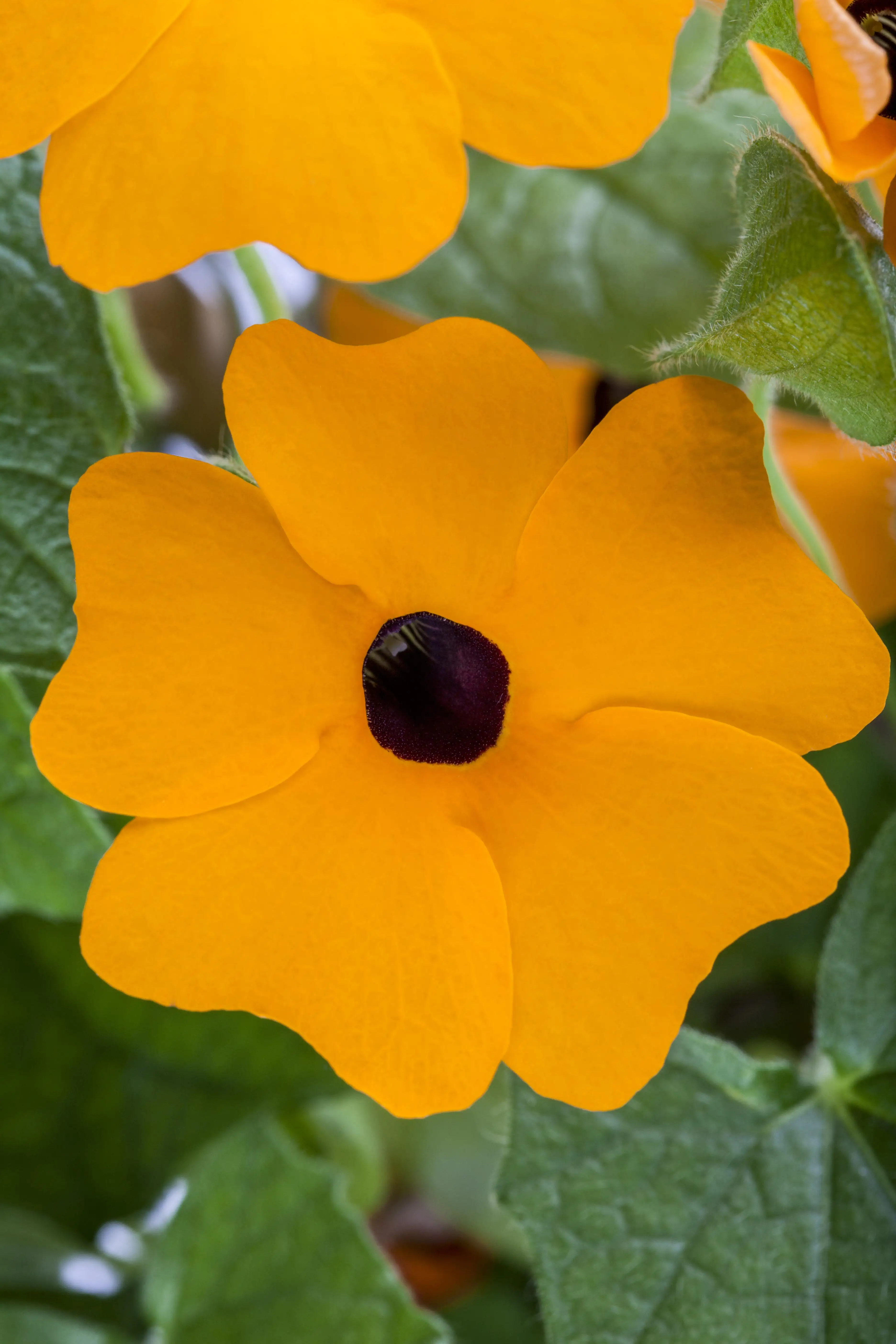 8717929517237_2 Schwarzäugige Susanne Pyramide H ca. 65 cm 19 cm Topf