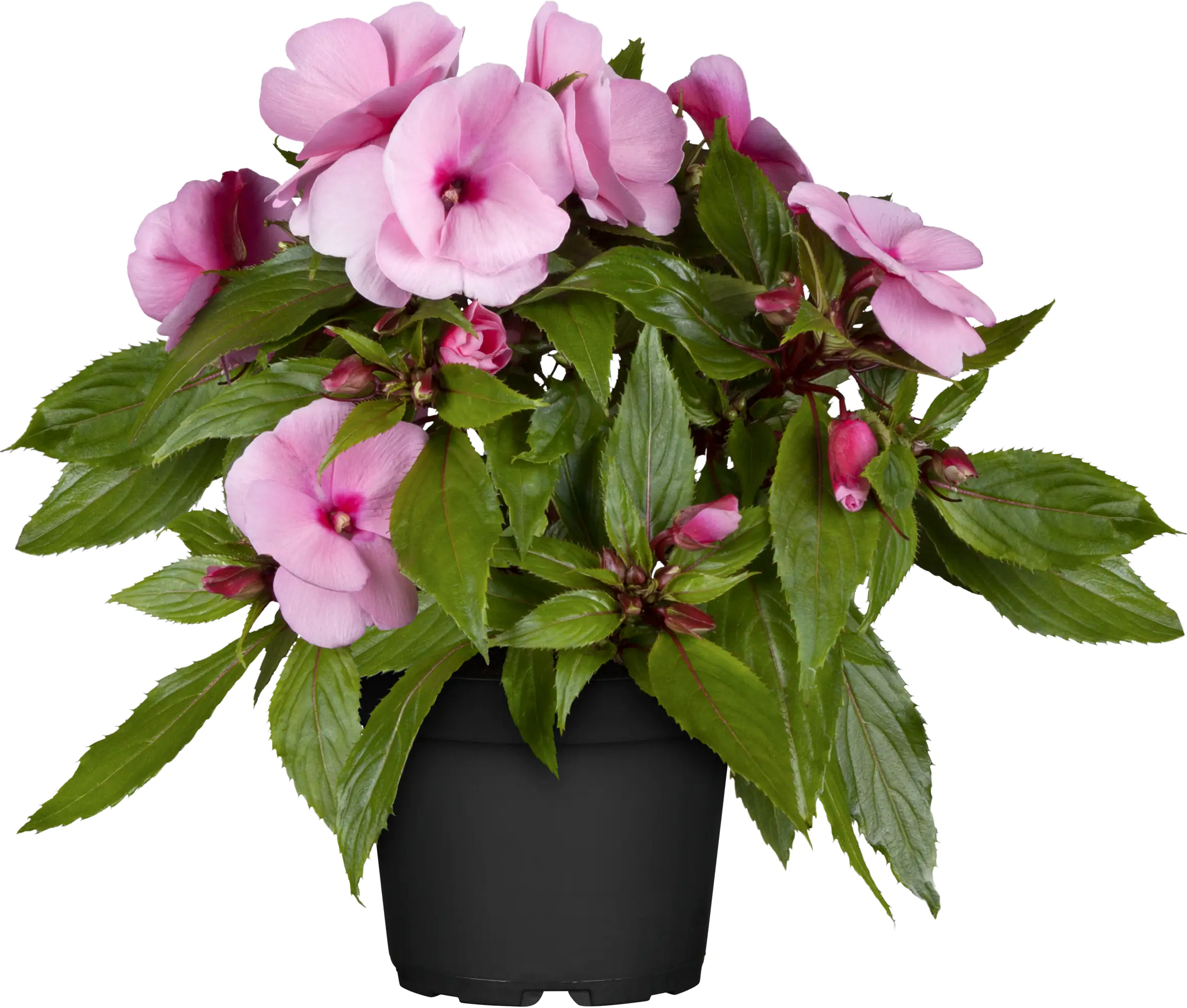 Edellieschen Impatiens Neuguinea H ca 25 cm 13 cm Topf