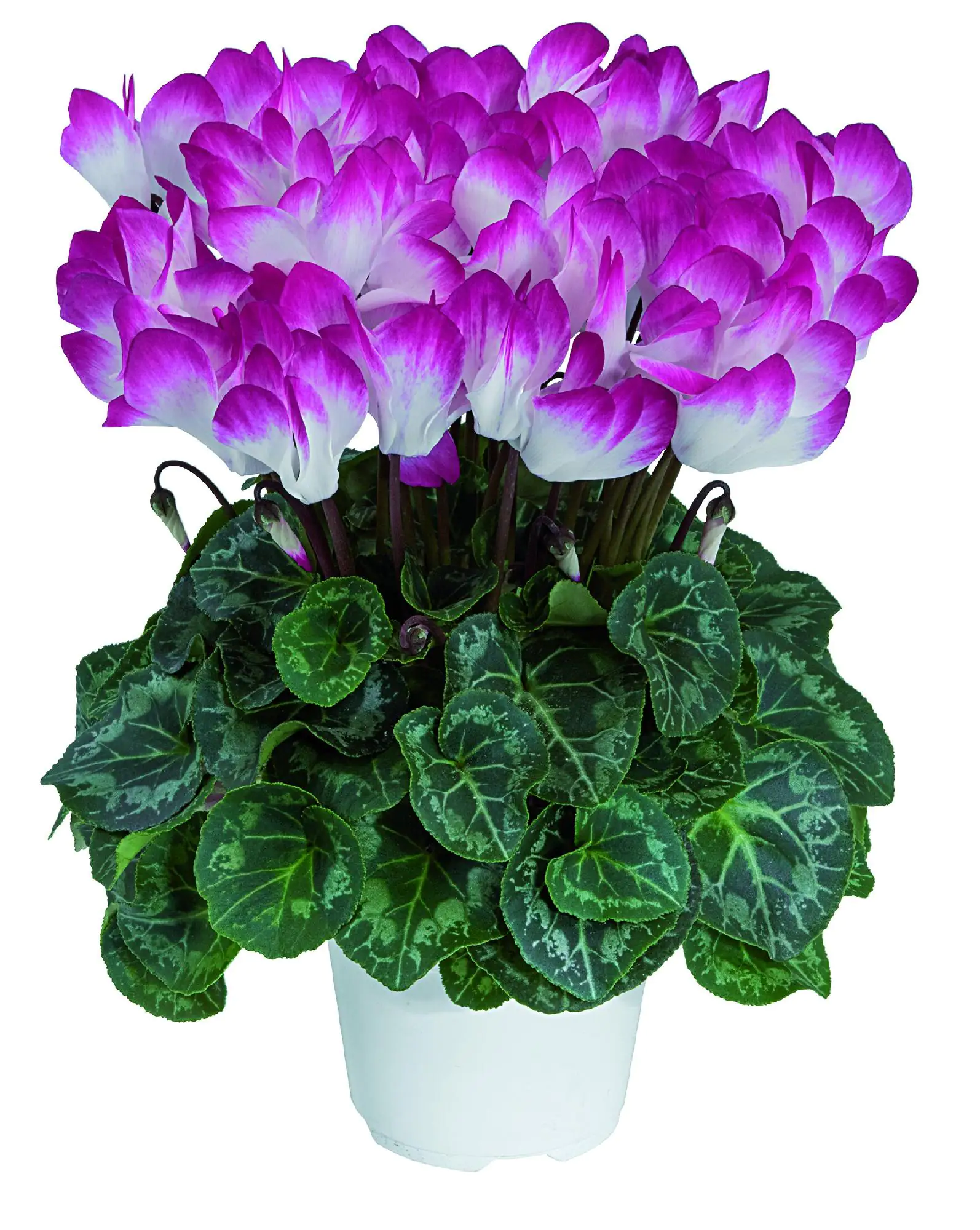 Alpenveilchen Cyclame Indiaka 12 cm Topf