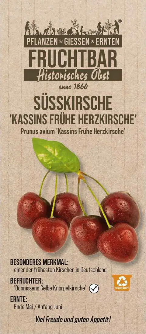 Stadt Ernte Bio Obstbaum Süßkirsche Frühe Herzkirsche H 150 cm 29 cm Topf