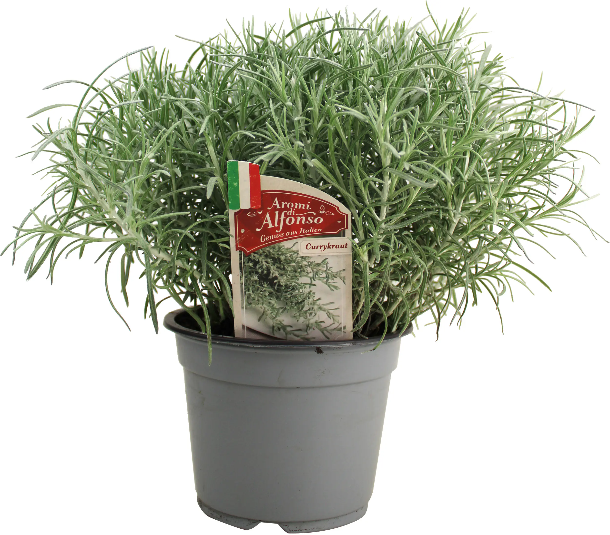 Currykraut Helichrysum italicum 14 cm Topf Currykraut Helichrysum italicum 14 cm Topf