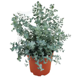 Eucalyptus gunnii Eukalyptus Busch 19 cm Topf Eucalyptus gunnii Eukalyptus Busch 19 cm Topf