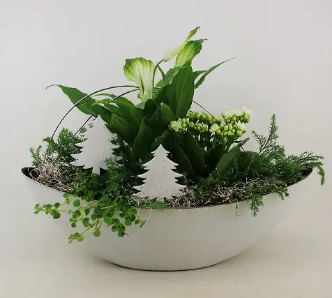 Advents-Arrangement Alpenveilchen, Glückstaler und Friedenslilie mit Deko