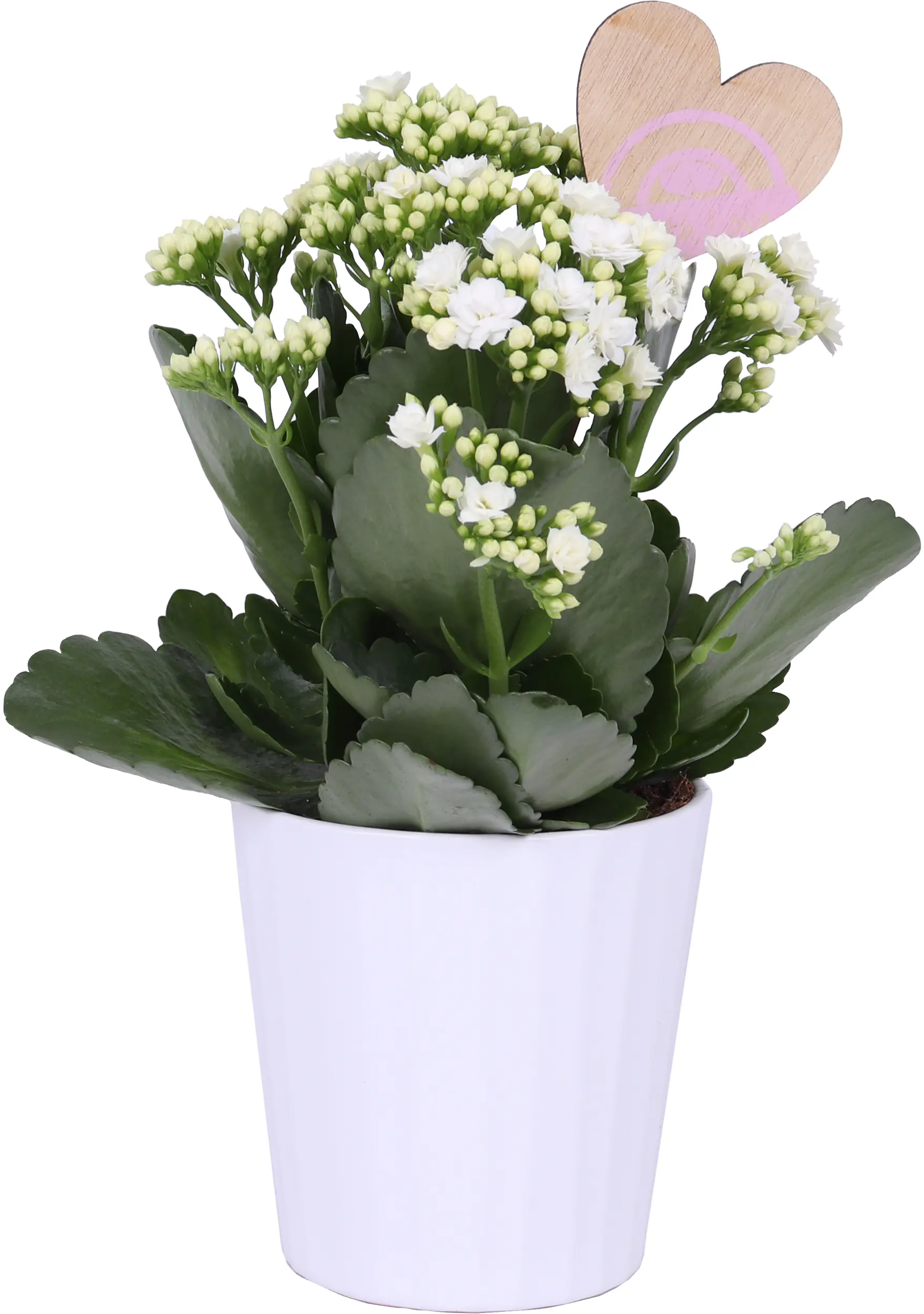 Flammendes Käthchen Kalanchoe im 12 cm Topf mit Deko zum Valentinstag