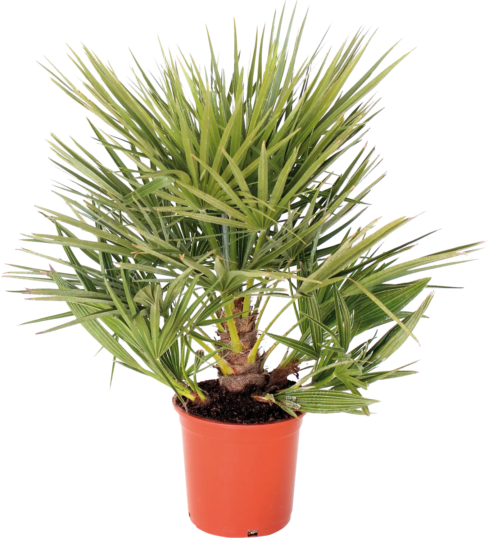Zwergpalme Chamaerops Humilis H ca. 60 - 80 cm 20 cm Topf