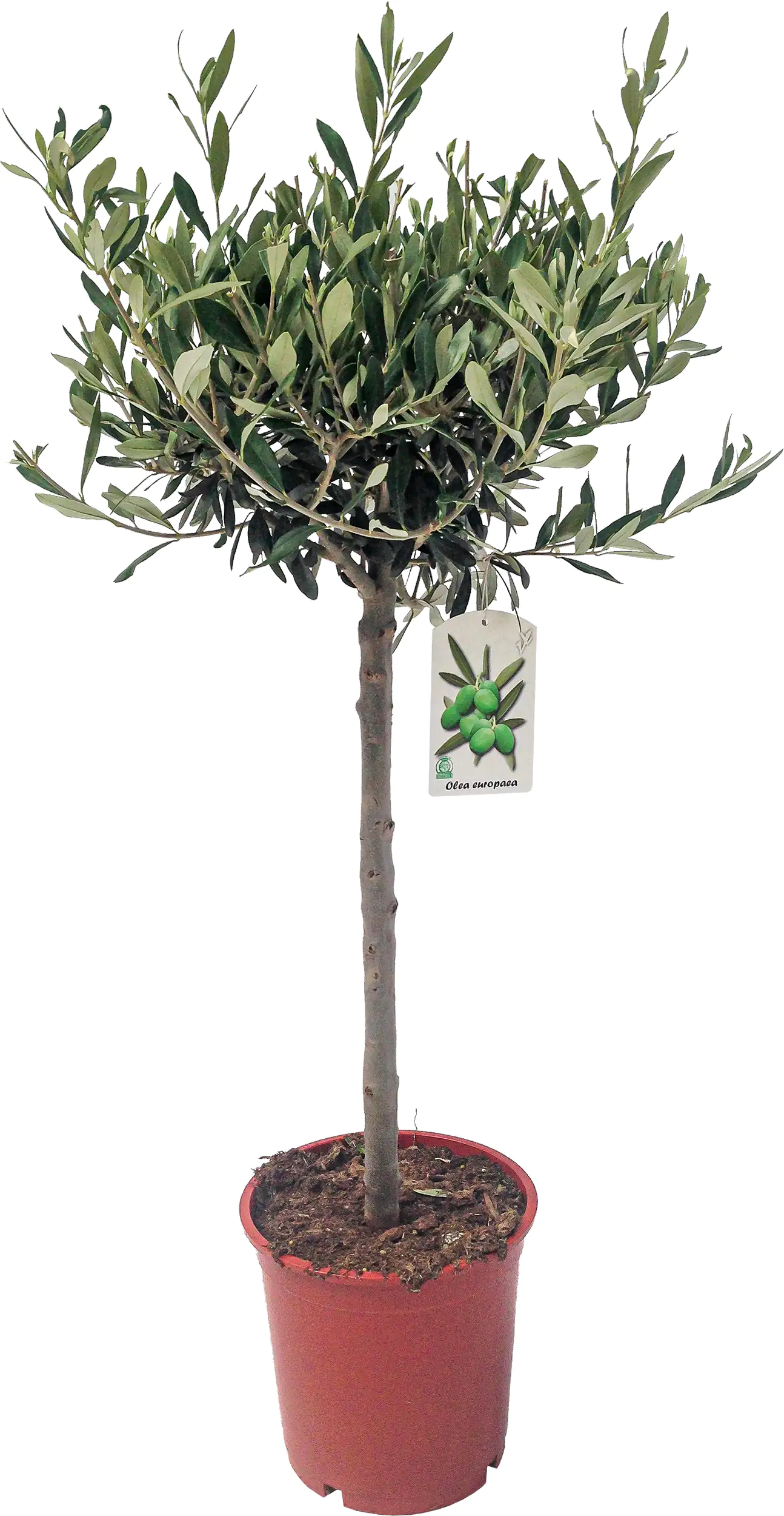 Olivenbaum 20 cm Topf