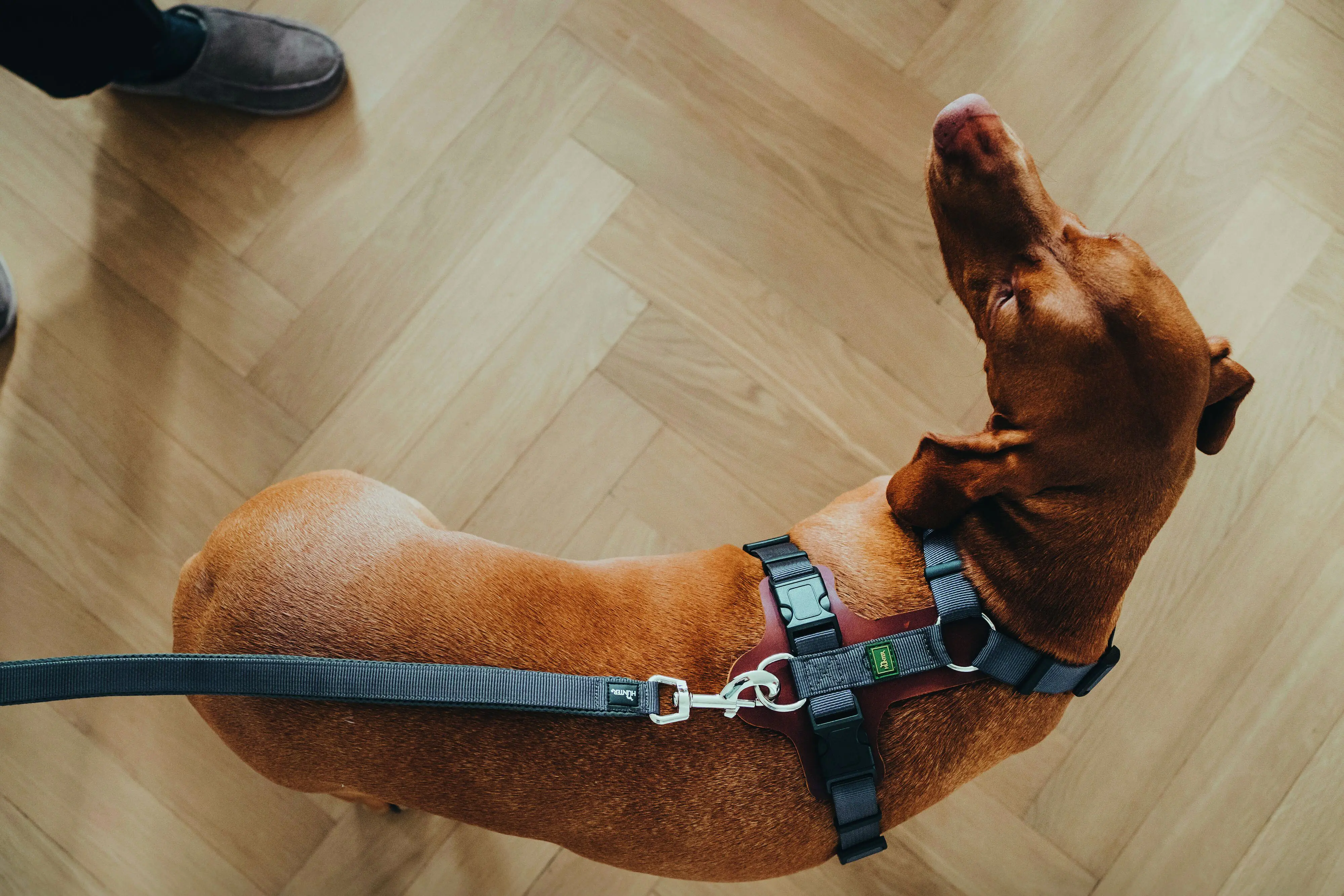 Hunter Hundeleine Führleine verstellbar Divo/Maldon 3 m x 2,5 cm grau