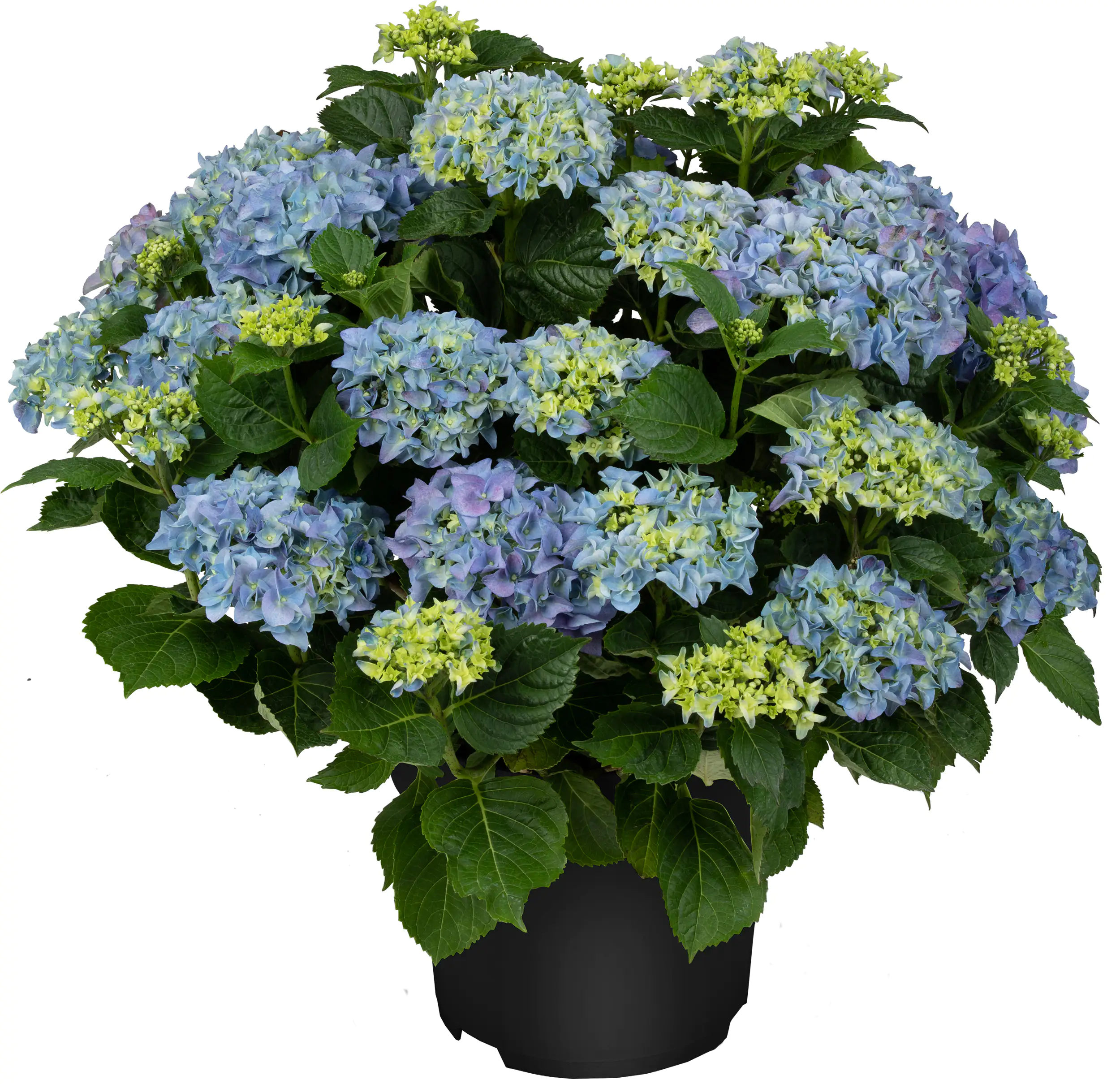 Hortensien Hydrangea Ø 50 - 60 cm 27 cm Topf
