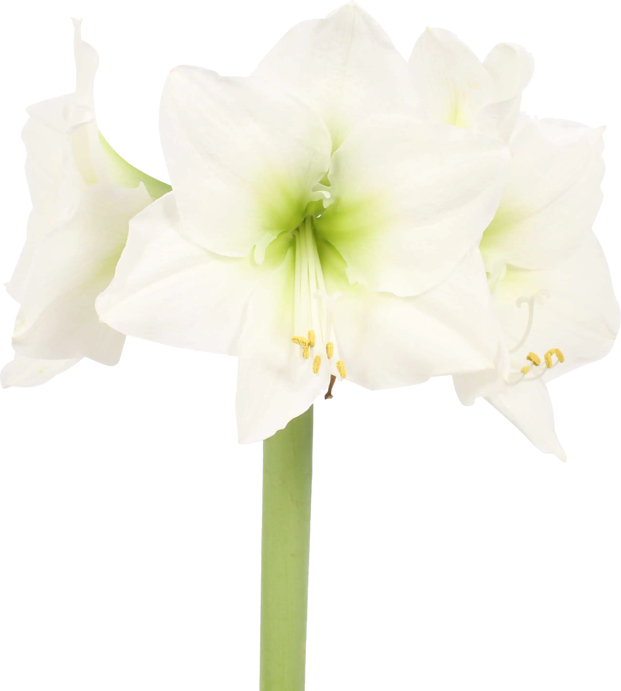 Amaryllis im 15 cm Tontopf Amaryllis im 15 cm Tontopf