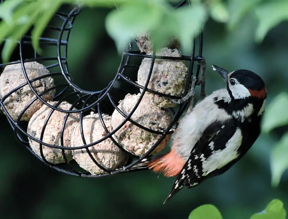 Nobby Meisenknödel-Ring Ø 23 cm, schwarz