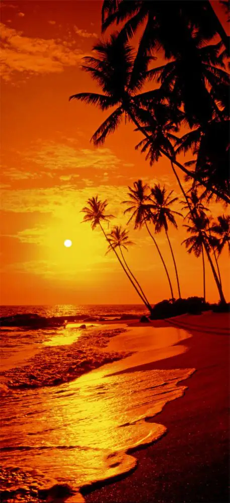 papermoon Vlies-Fototapete Wand & Türdekor Digitaldruck 90 x 200 cm Sunny Palms papermoon Vlies-Fototapete Wand & Türdekor Digitaldruck 90 x 200 cm Sunny Palms