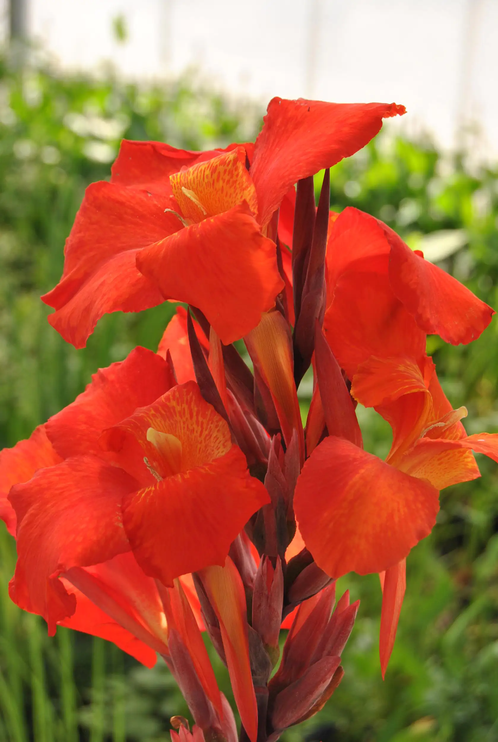Indisches Blumenrohr Canna in Sorten Farben Mix H 40 cm 5 L Container
