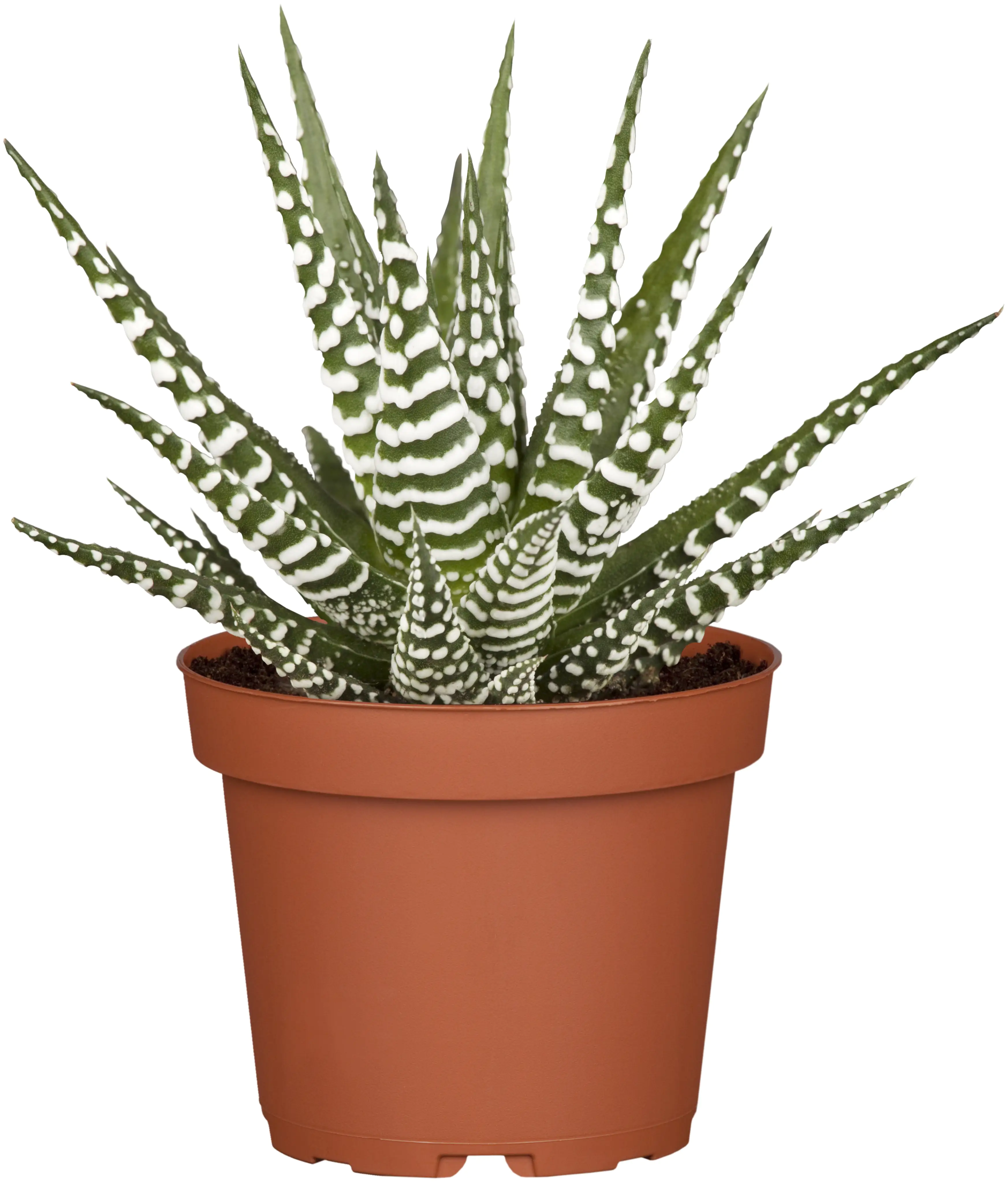 Sukkulente Haworthie Spider White H ca. 15 cm 12 cm Topf