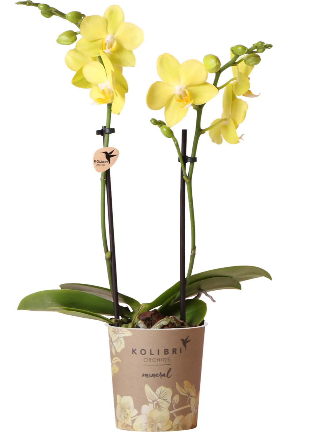 Orchidee Phalaenopsis Kolibrie 2 Triebe 9 cm Topf ca. 40 cm hoch