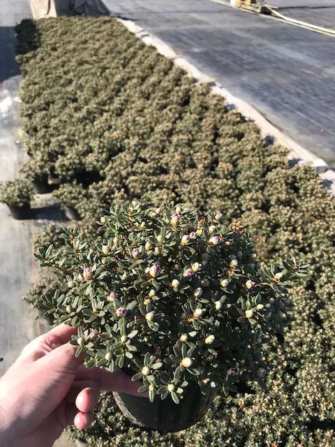 4029395020239 Rhododendron 2 L Container