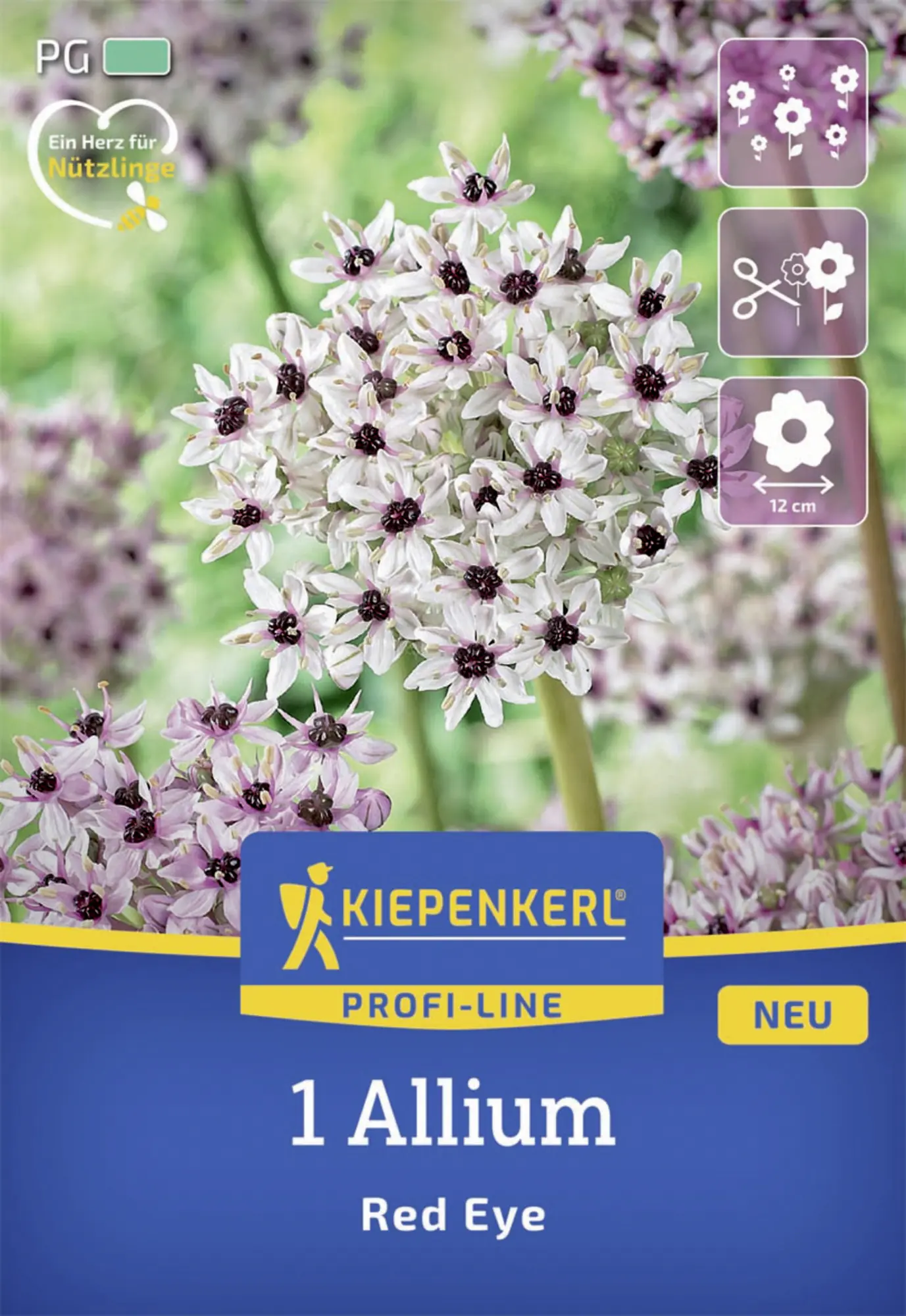 Kiepenkerl Herbstblumenzwiebel Profi-Line Zierlauch Red Eye 1 Stück