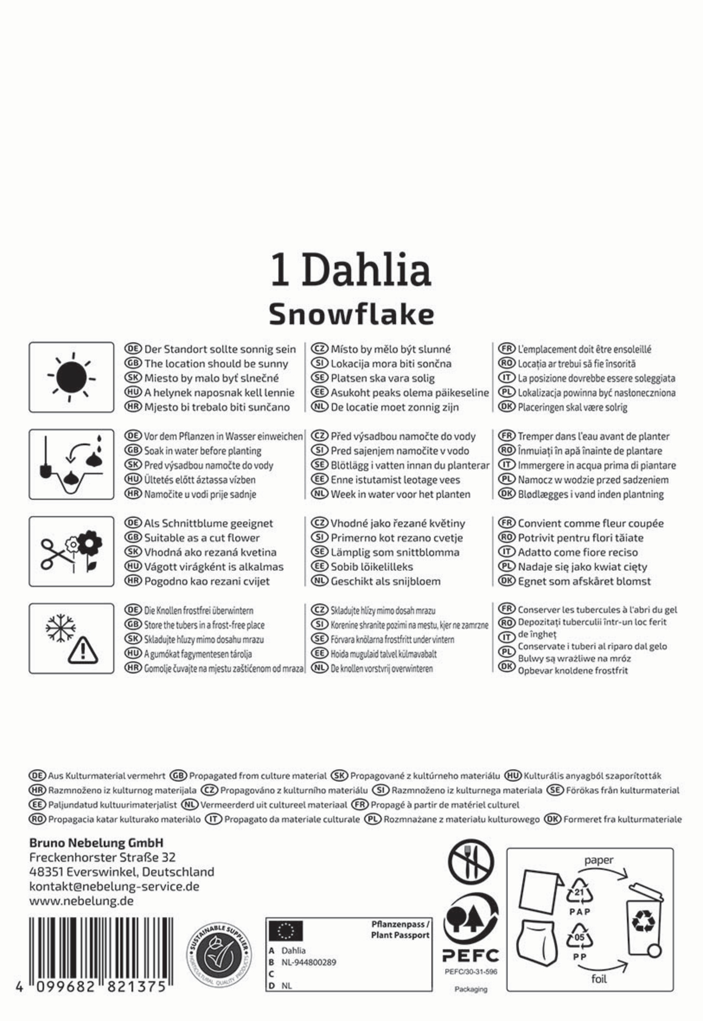 Kiepenkerl Frühjahrsblumenzwiebel Pompon-Dahlie Snowflake 1 Stück