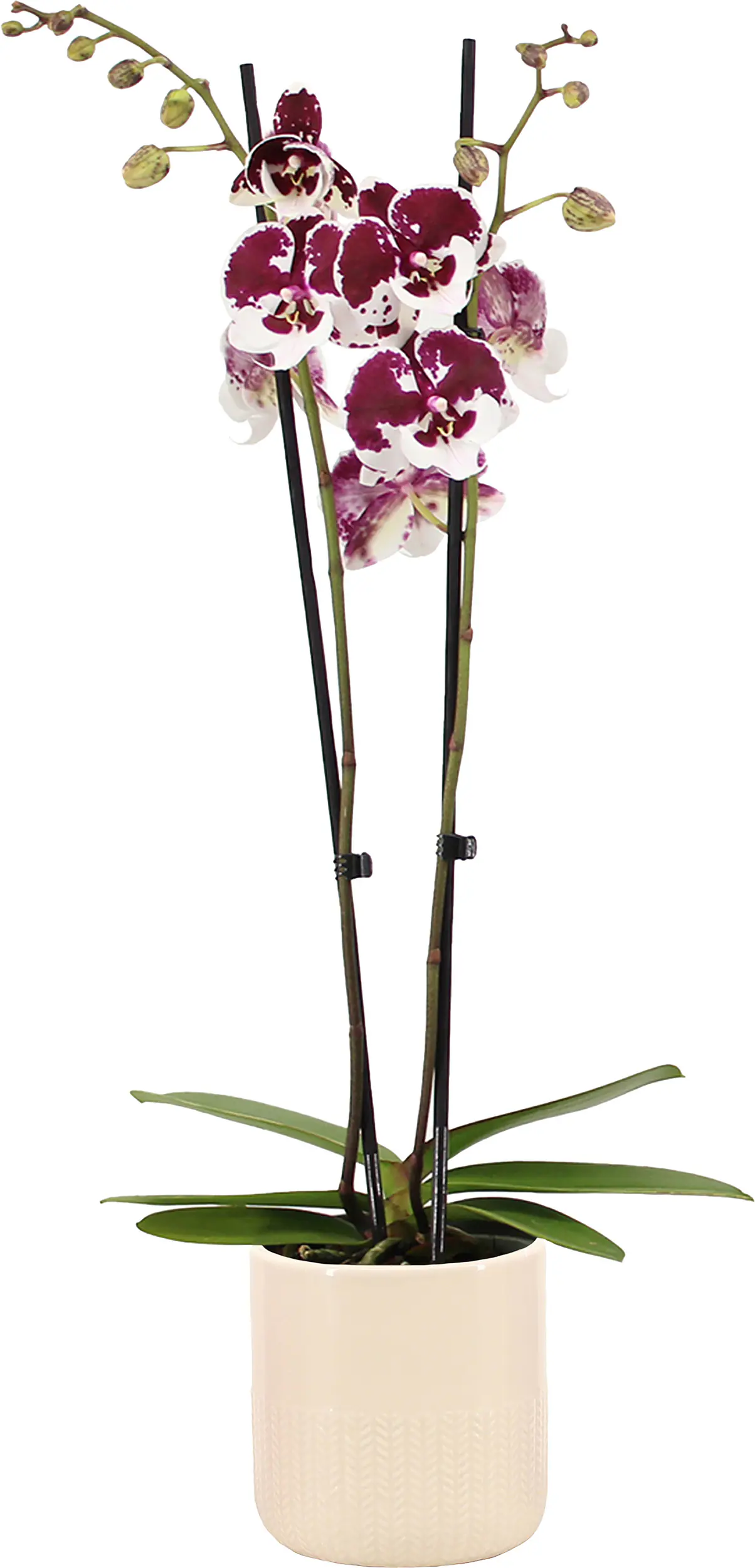 Orchidee Phalaenopsis 2 Trieber mit 12 cm Keramiktopf