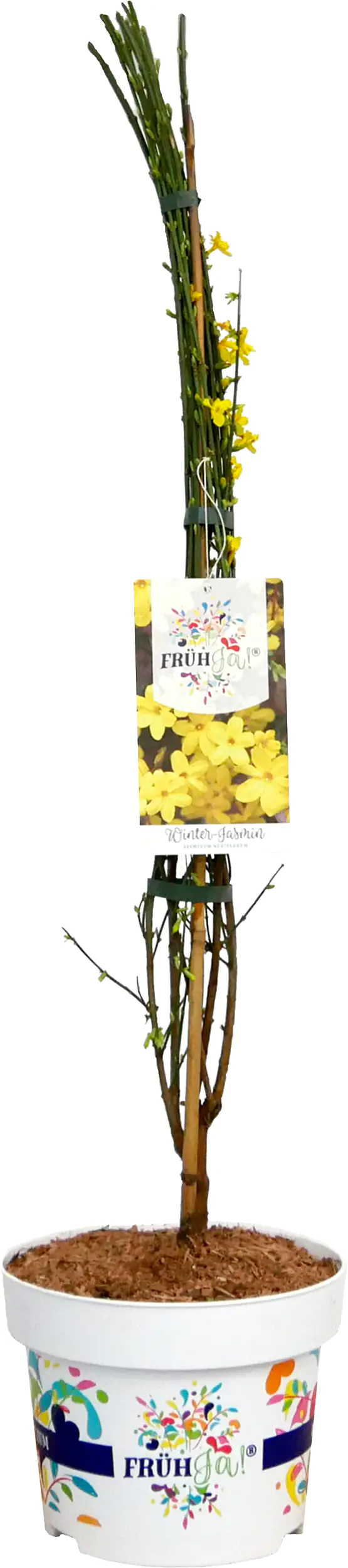 Frühja! Winterjasmin 23 cm Topf, 40-60 cm hoch Frühja! Winterjasmin 23 cm Topf, 40-60 cm hoch