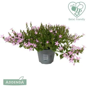 Glockenblume Campanula port Adansa Pink 15 cm Topf