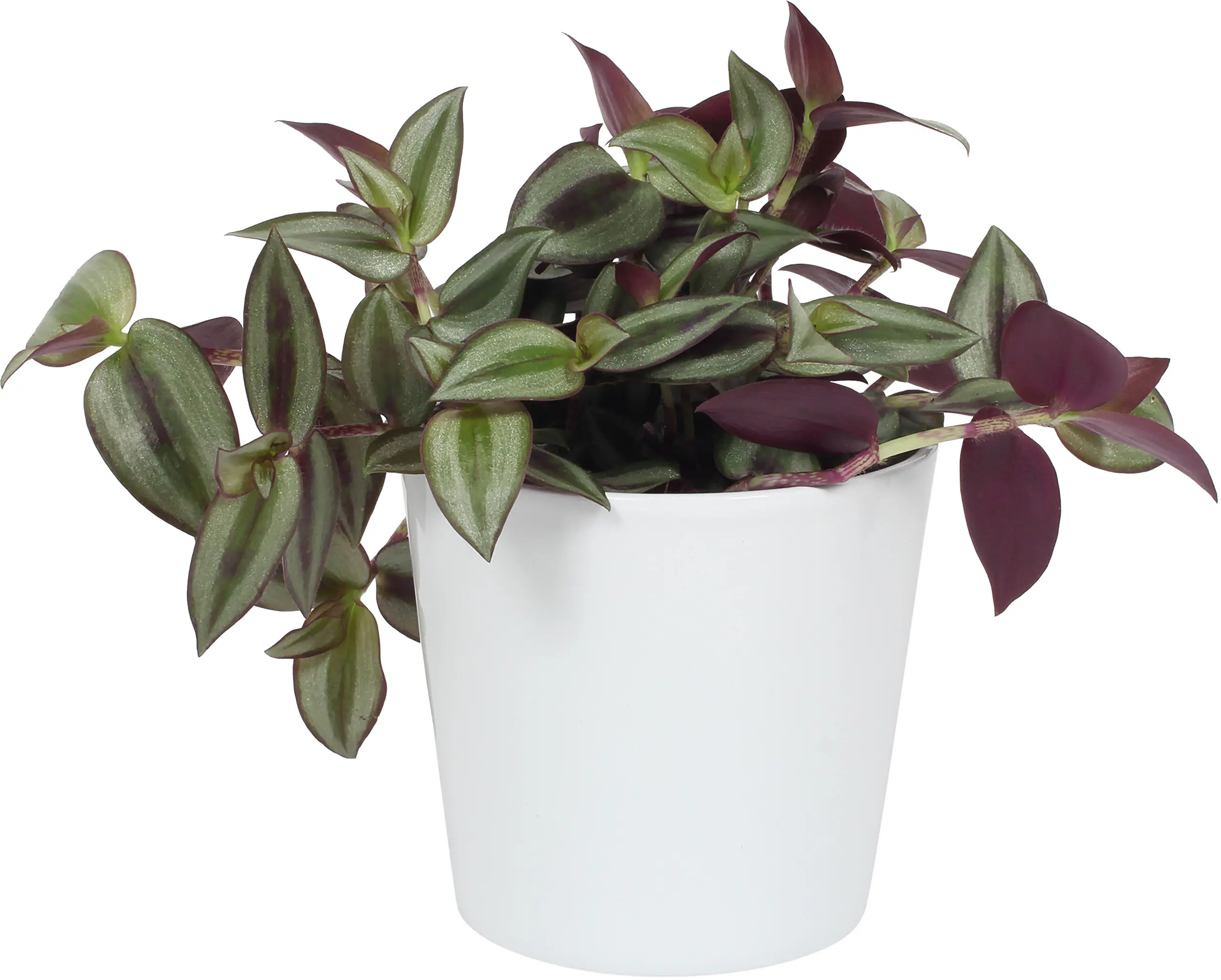 Grünpflanzen inklusive Keramik 12 cm Übertopf Grünpflanzen inklusive Keramik 12 cm Übertopf